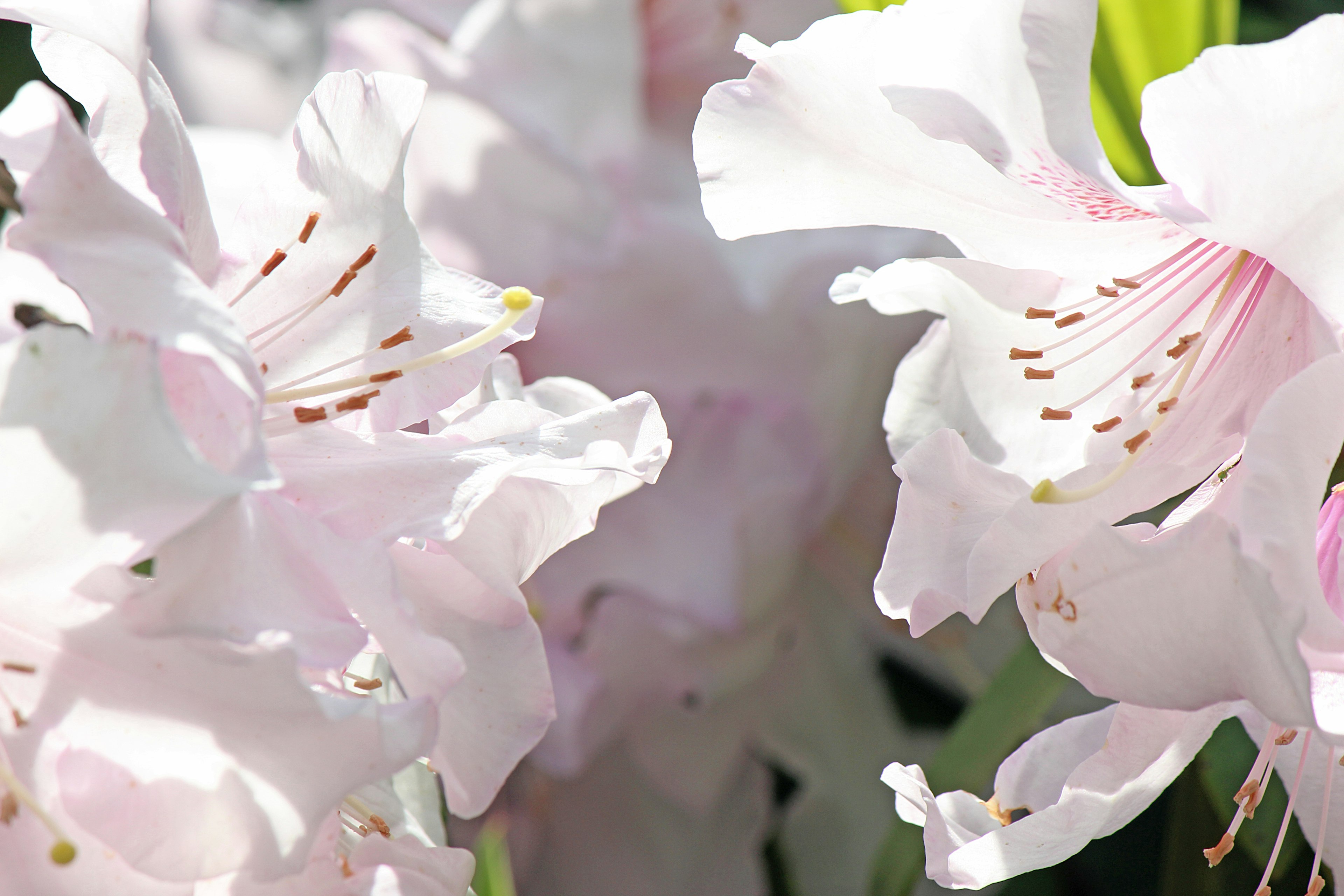 薄いピンクの花が咲いているシーンで、花びらの細部が鮮明に見える