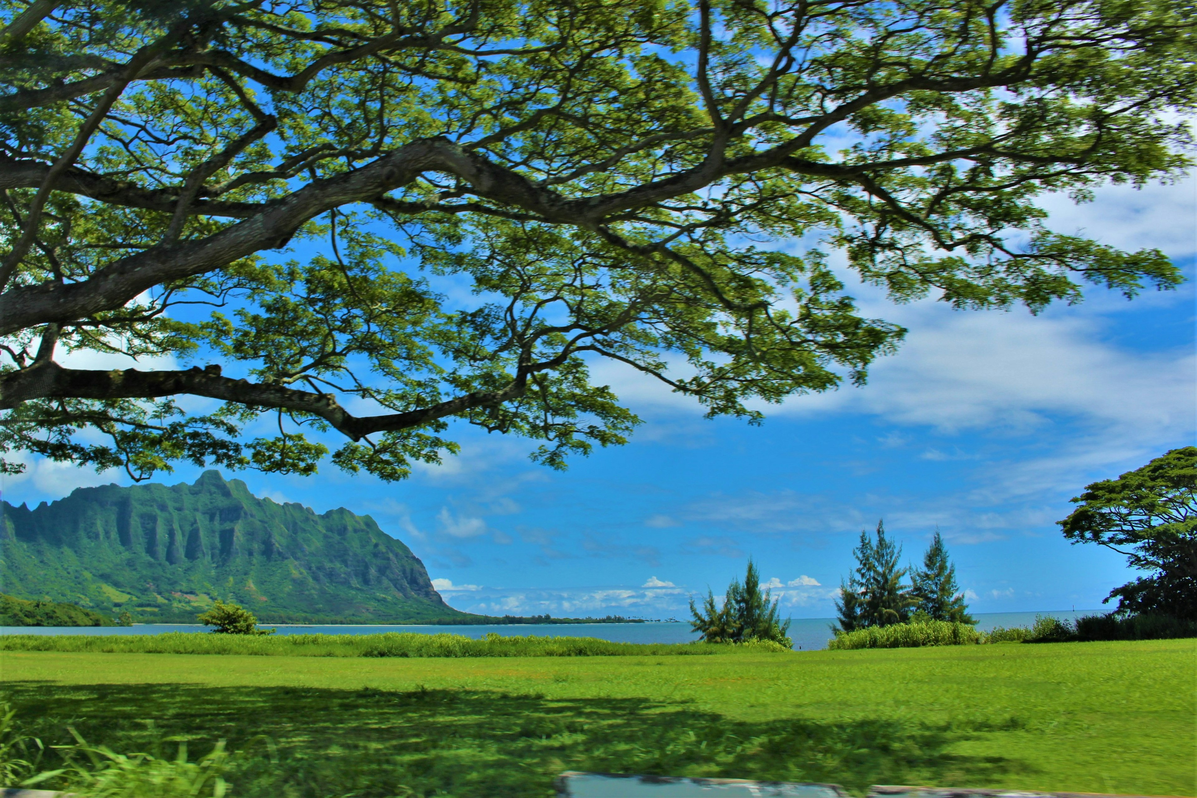 广阔的风景，蓝天和绿色草地 大树枝延伸，远处是山脉