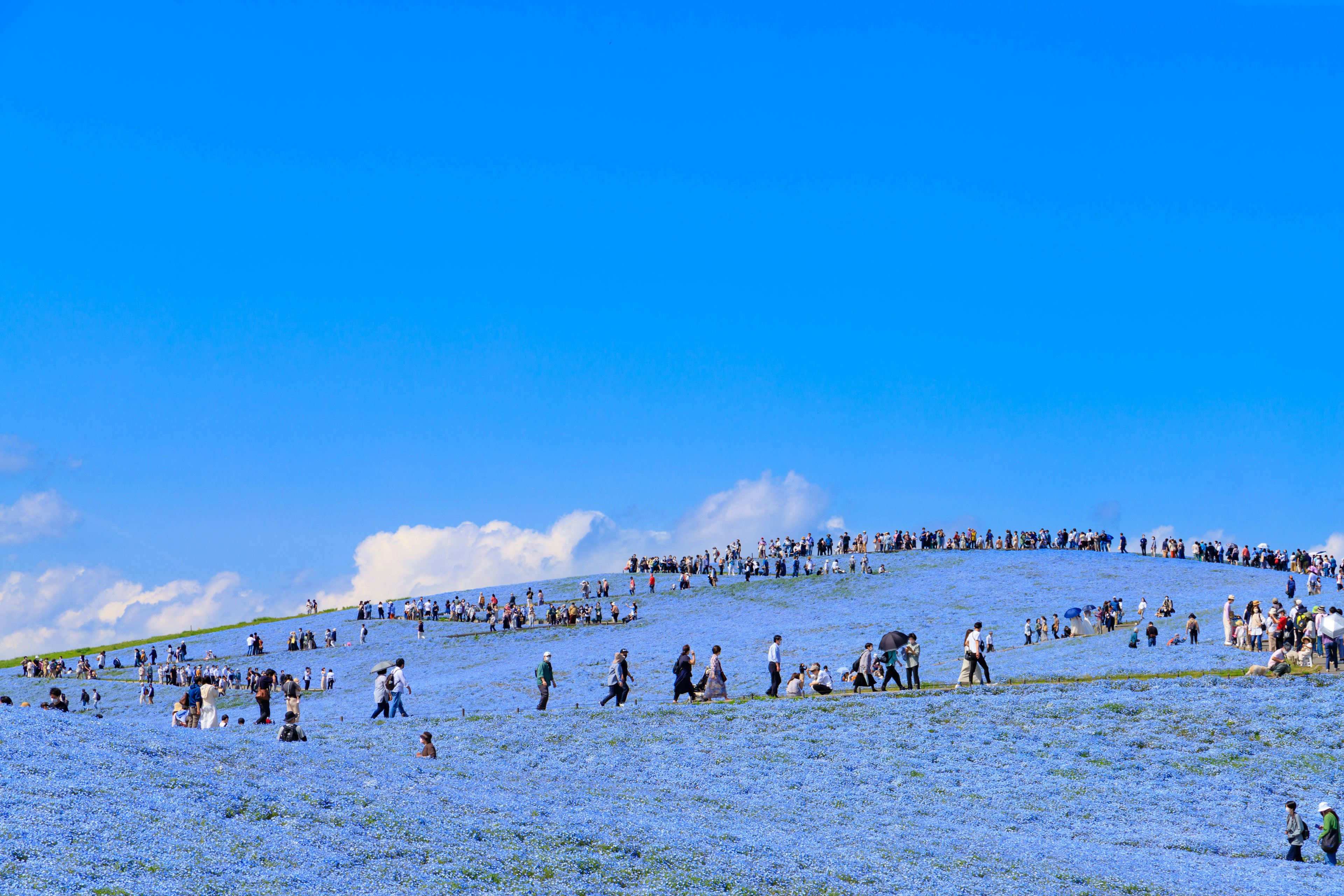 People walking on a hill covered with blue flowers under a clear blue sky