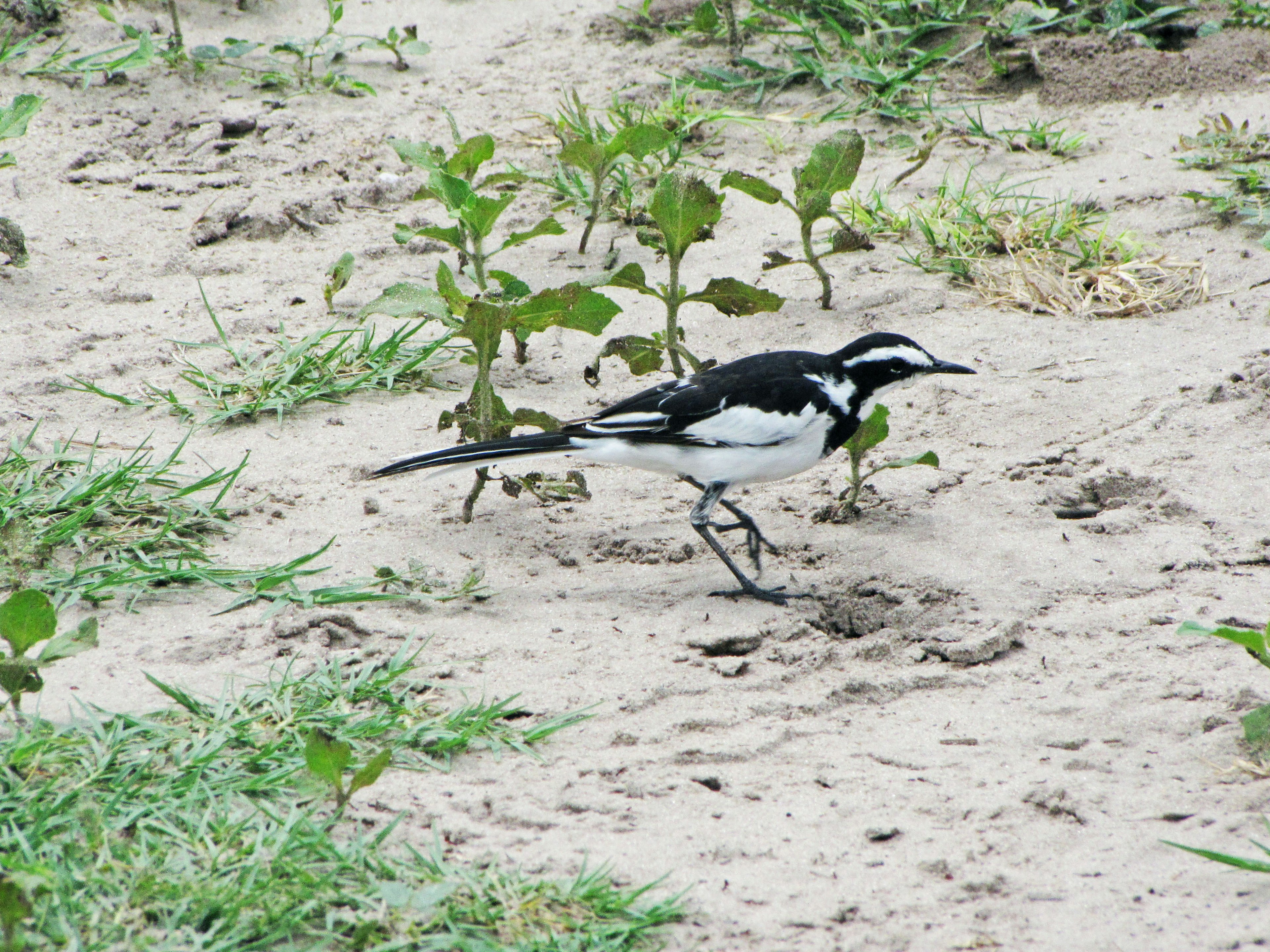 Un oiseau noir et blanc marchant sur le sol parmi des plantes vertes