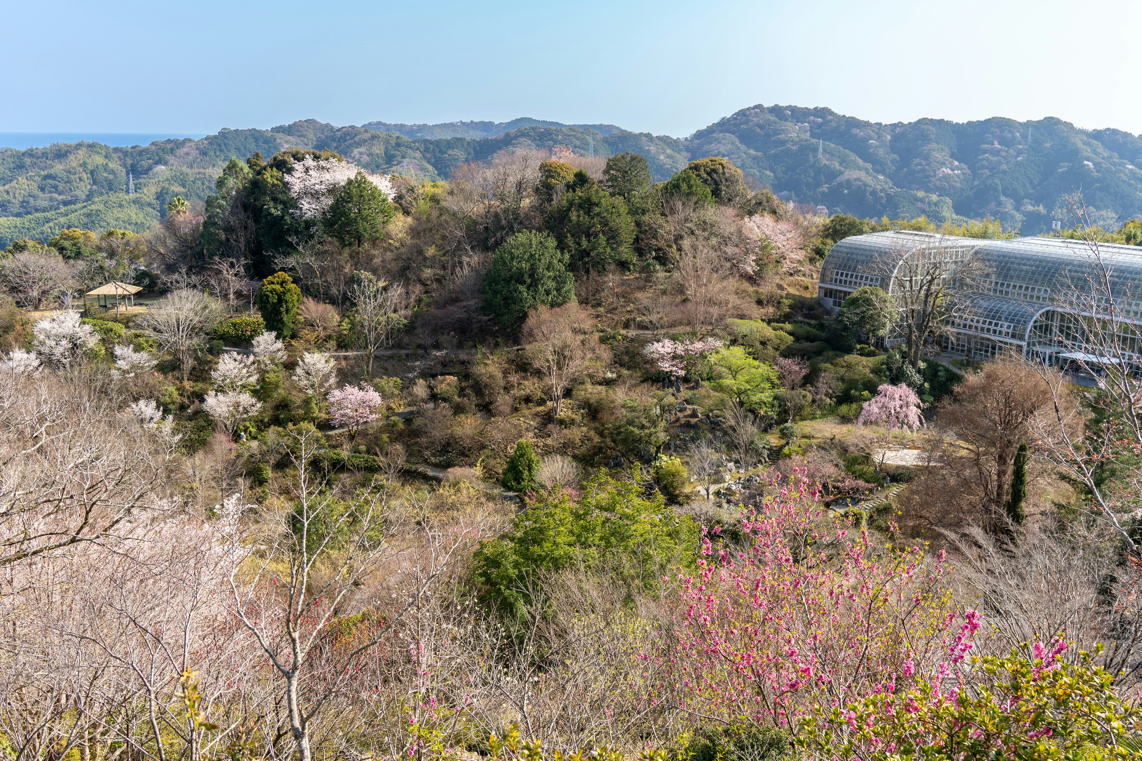 ทิวทัศน์พาโนรามาของภูมิทัศน์ที่มีดอกซากุระและพืชสีเขียวในฤดูใบไม้ผลิ