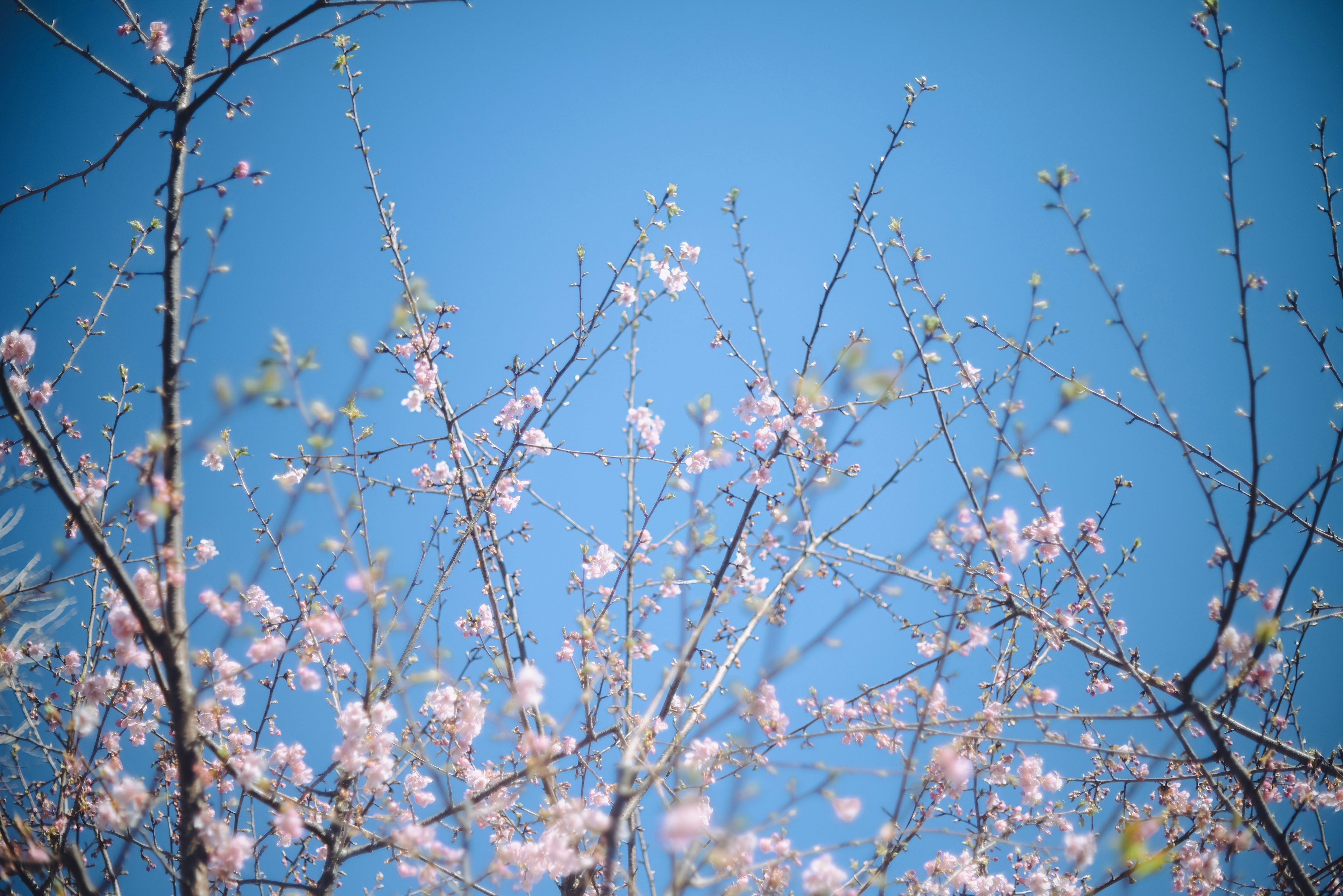 Rami di ciliegi in fiore sotto un cielo blu