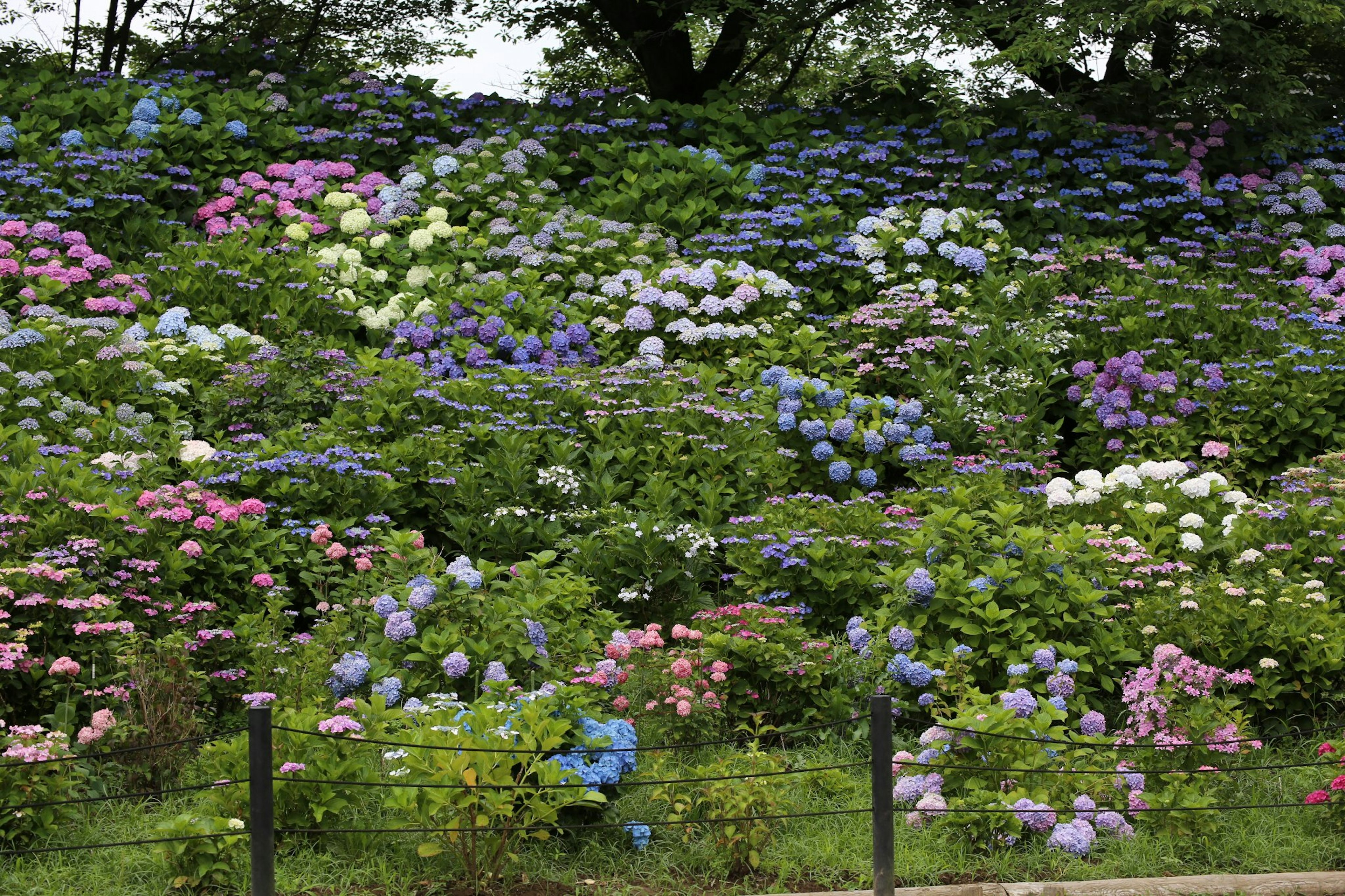 Vibrant landscape filled with blooming hydrangeas in various colors