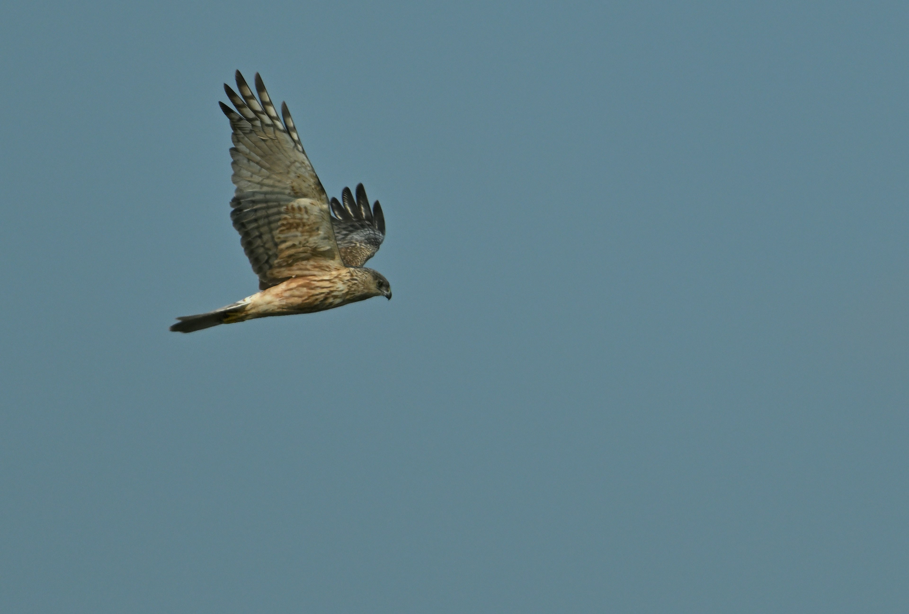 Hawk flying against a blue sky