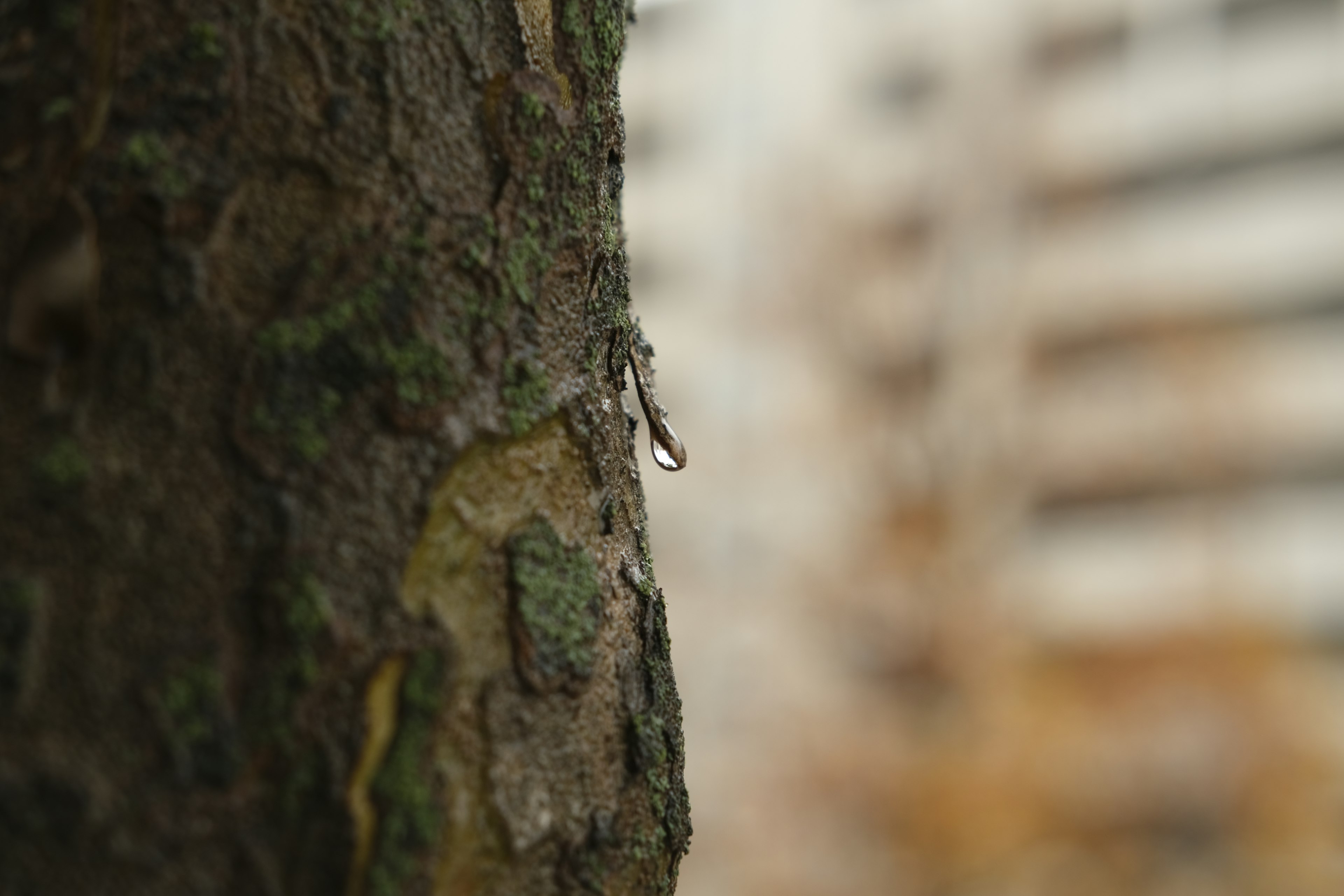 木の幹に水滴が付いている背景にぼやけた建物