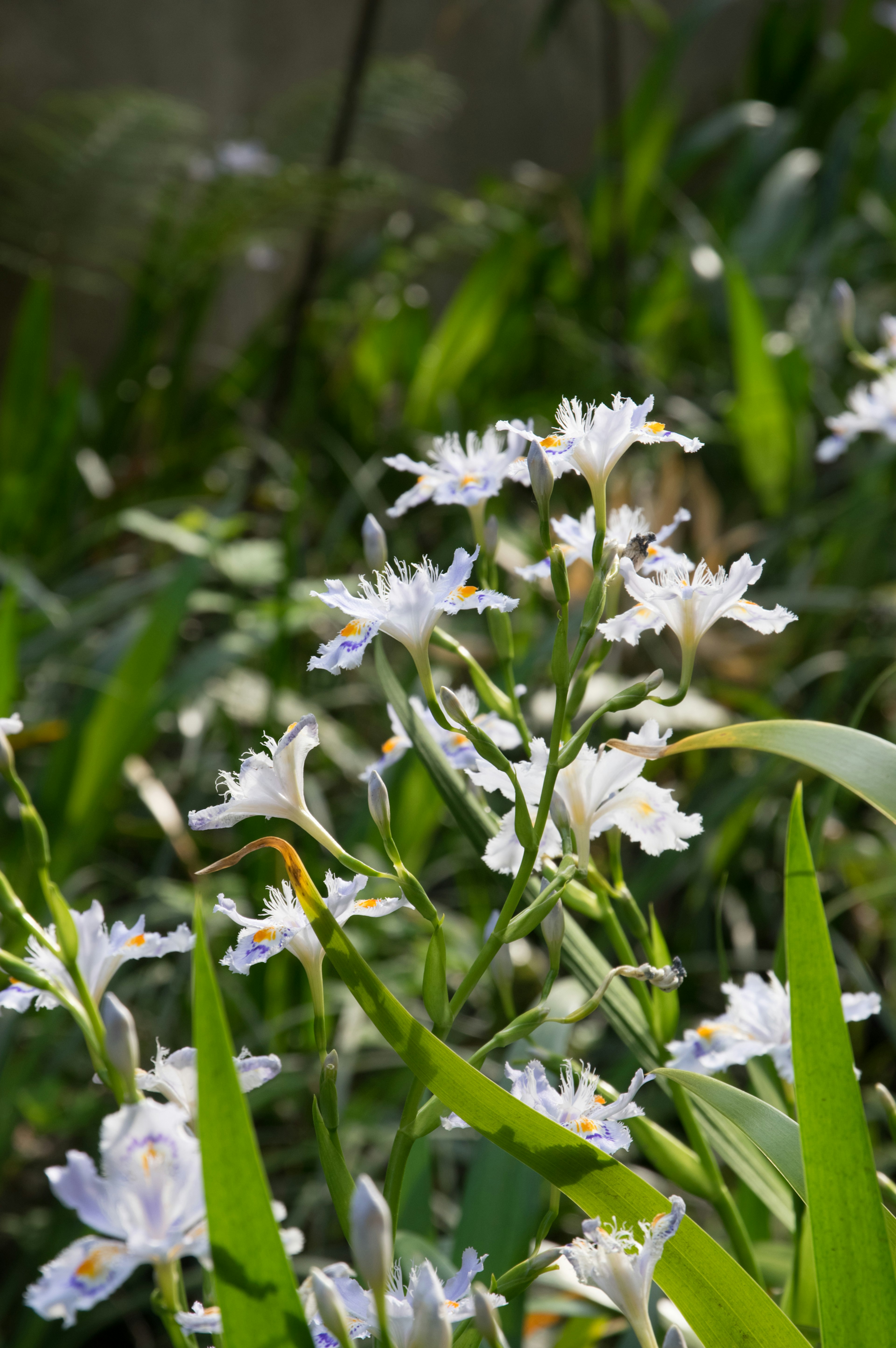 Massa di fiori bianchi tra il fogliame verde