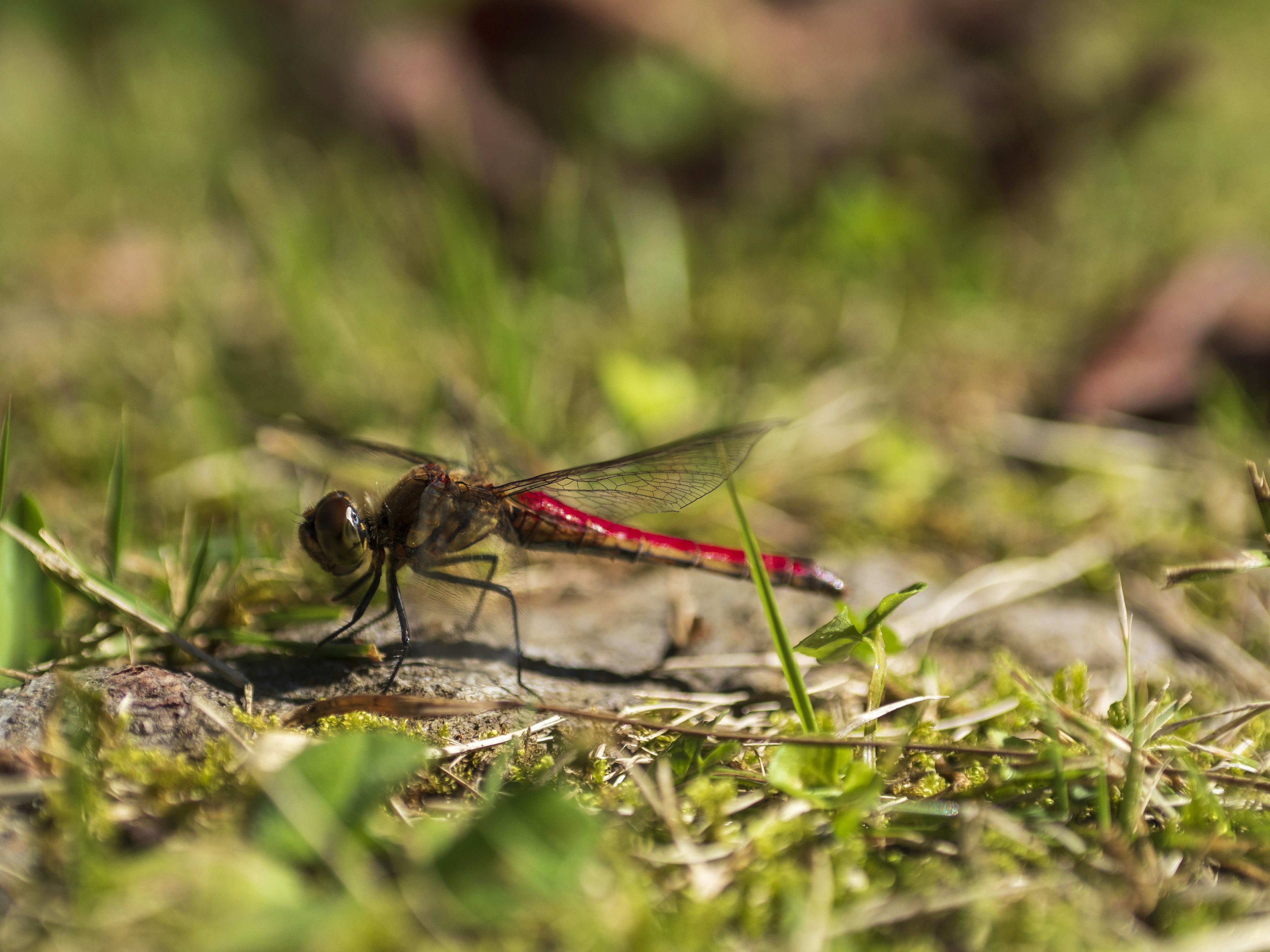 Eine Libelle mit rotem Schwanz, die auf dem Gras ruht