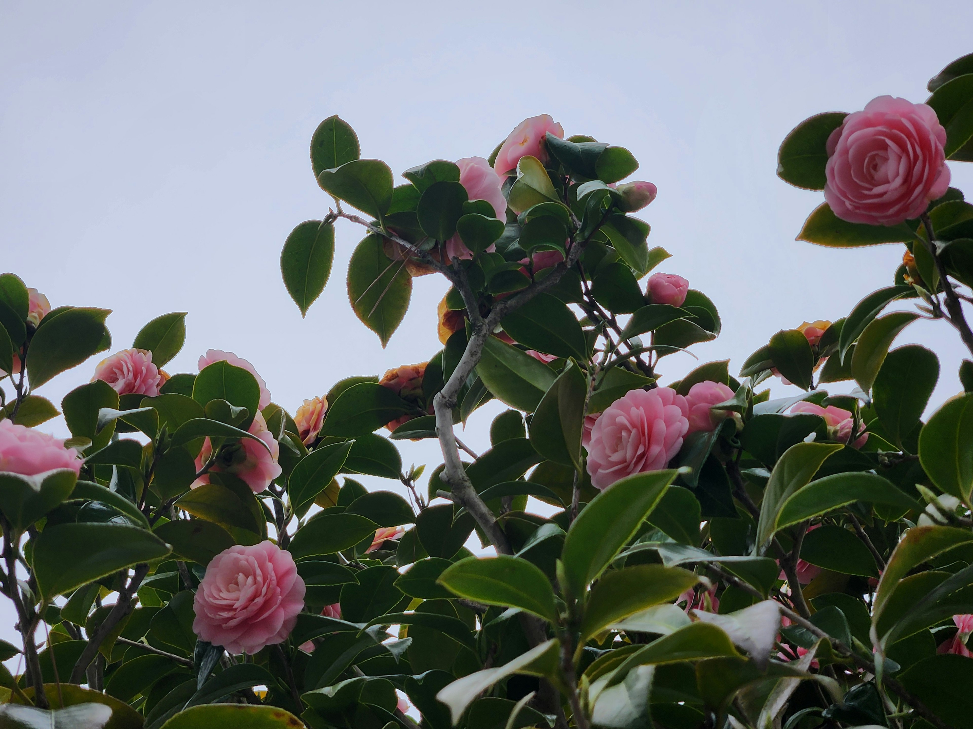 Nahaufnahme schöner rosa Blumen und grüner Blätter vor einem blauen Himmel