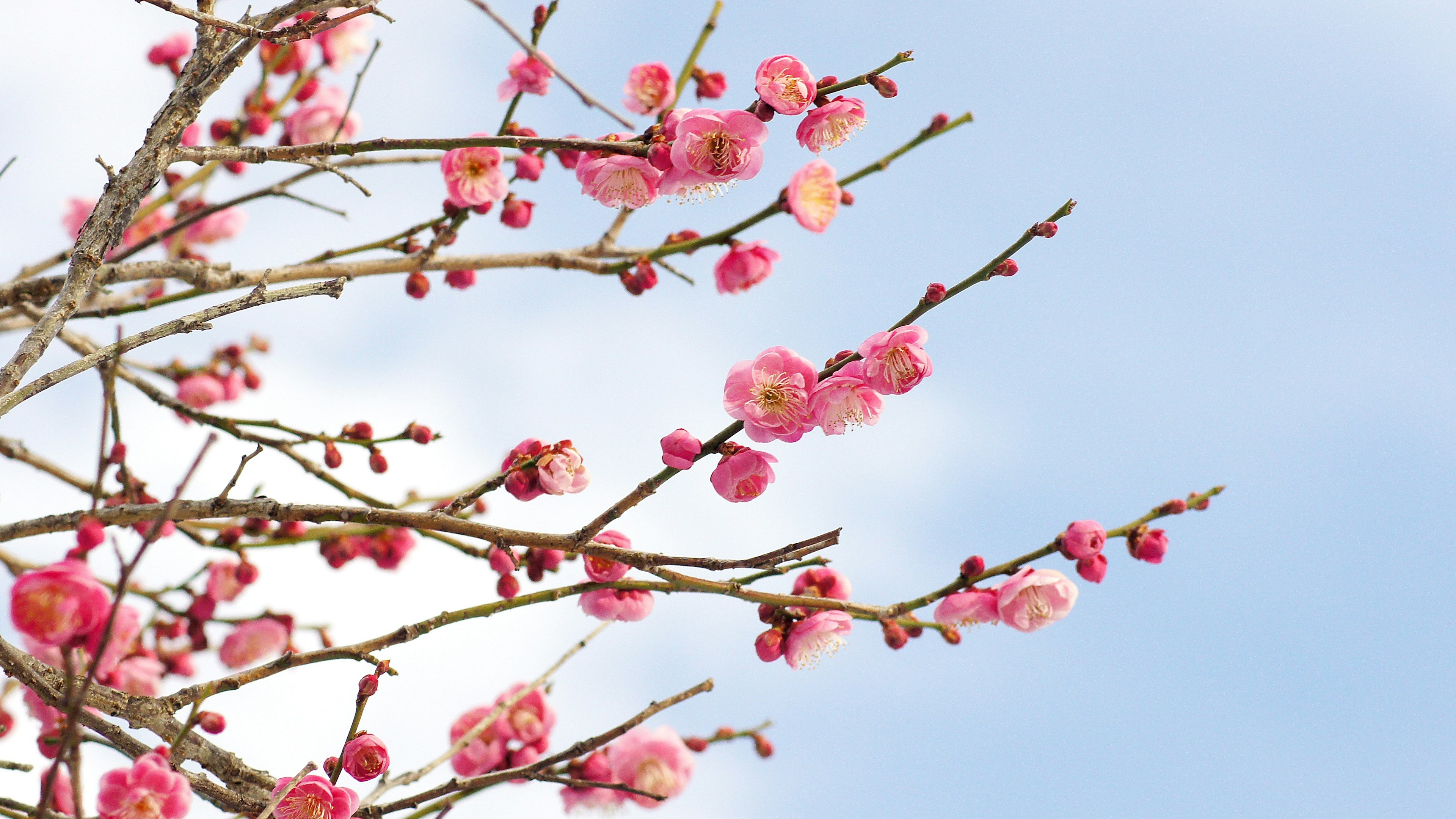 Branches of plum blossoms blooming against a blue sky