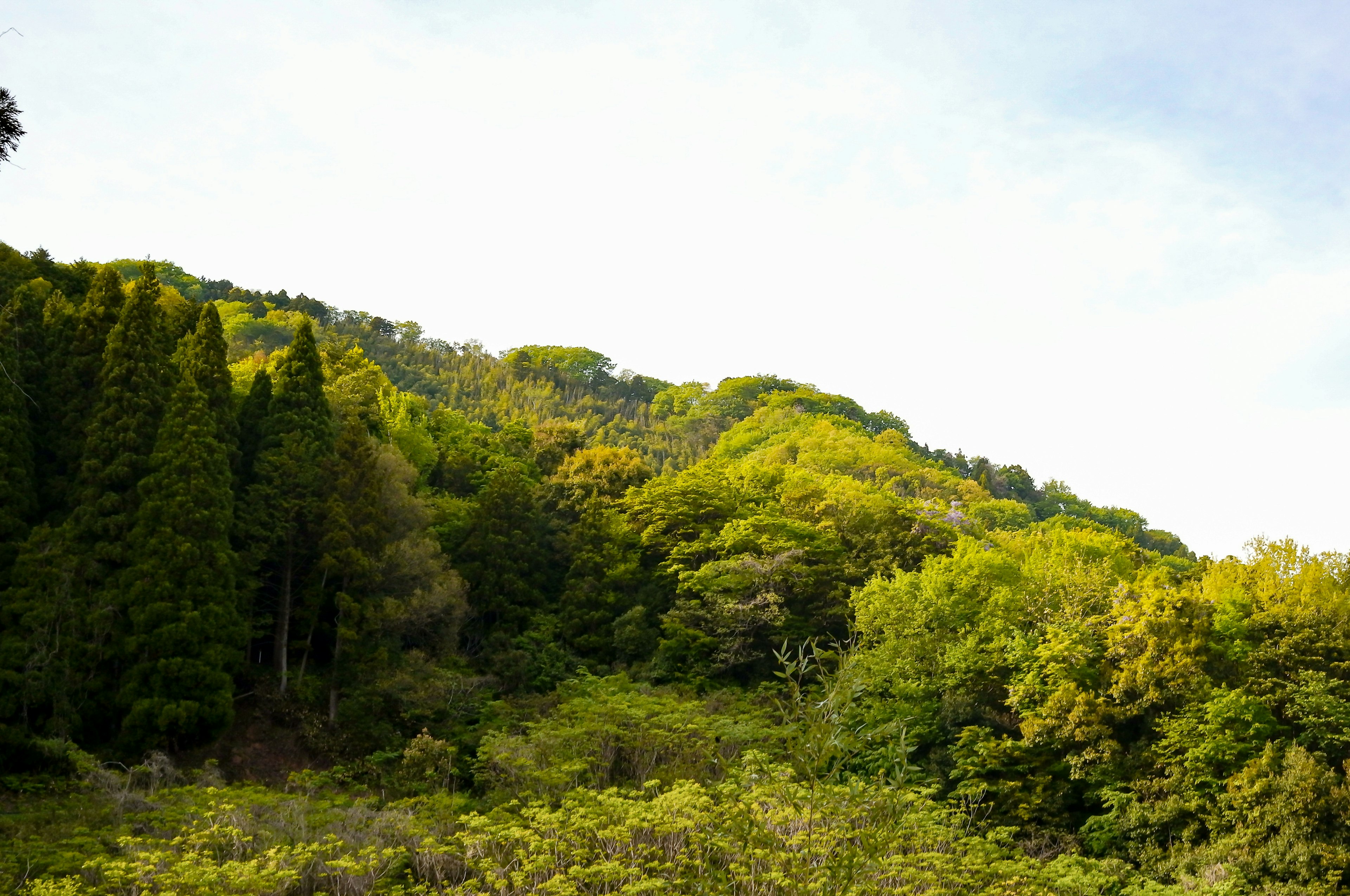 Lush green hills and trees under a bright sky