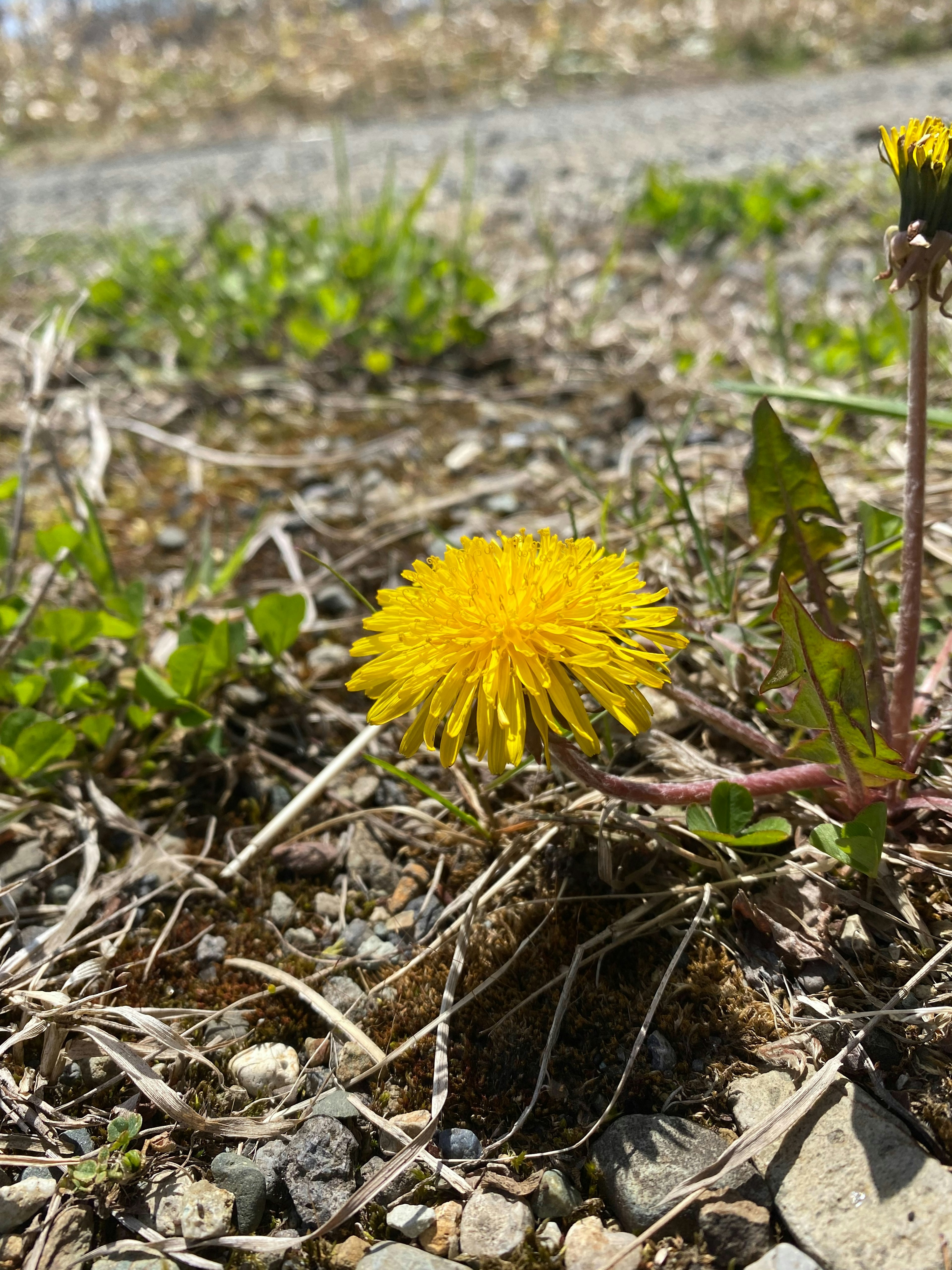 鮮やかな黄色のタンポポの花が地面に咲いている