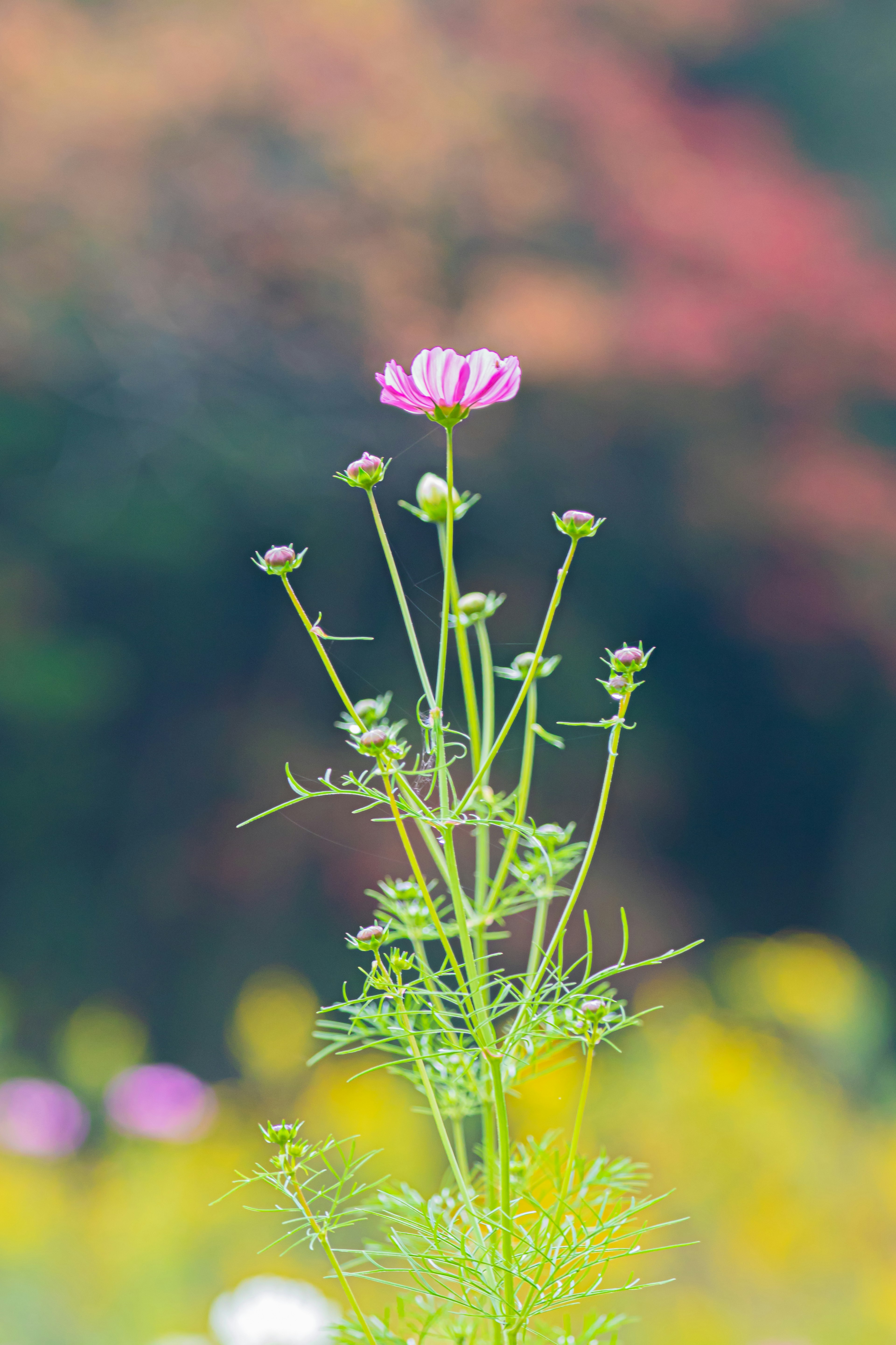 Tall slender plant with pale purple flowers against a softly blurred colorful background