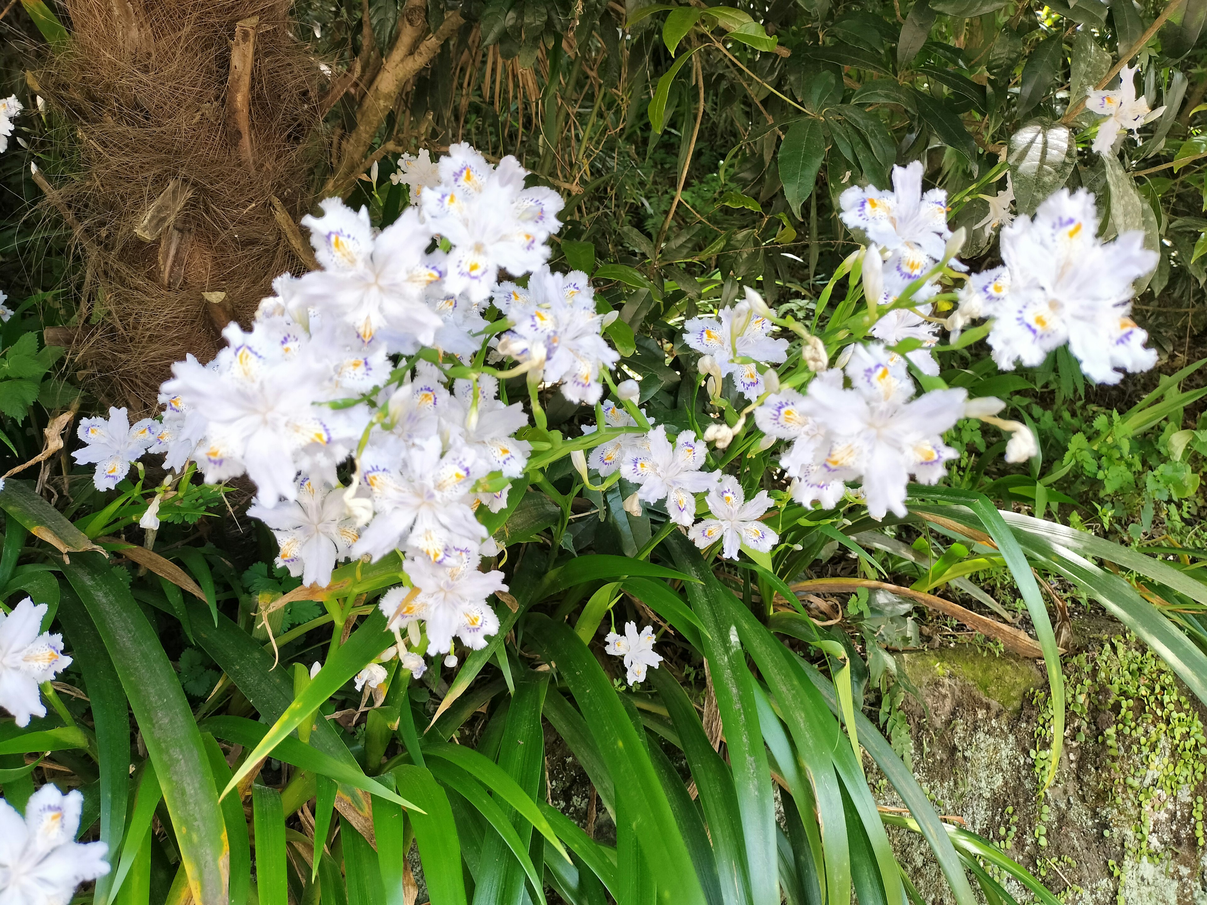 Close-up of white flowers blooming surrounded by green leaves