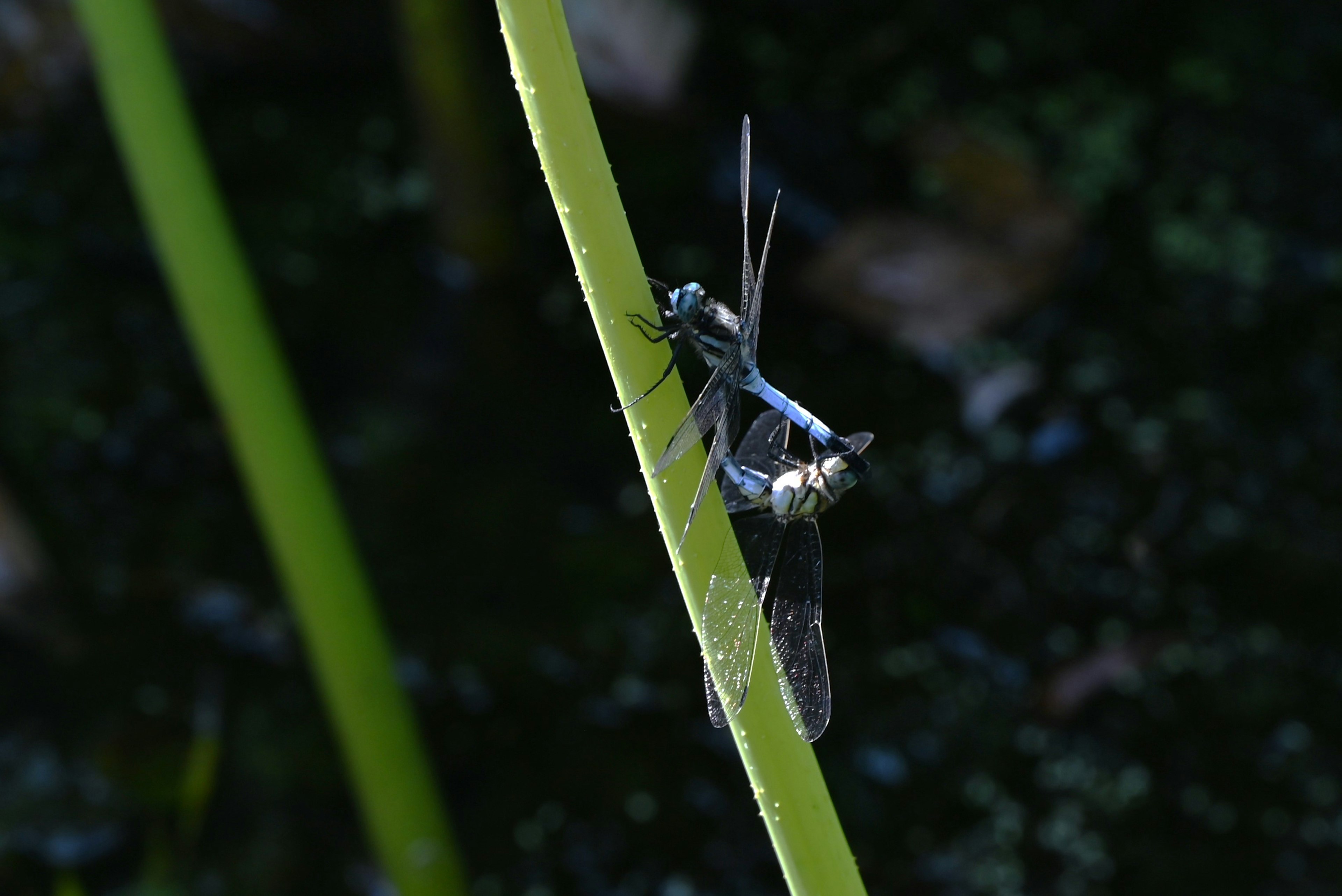 Libélula azul posada en un tallo de planta verde junto al agua