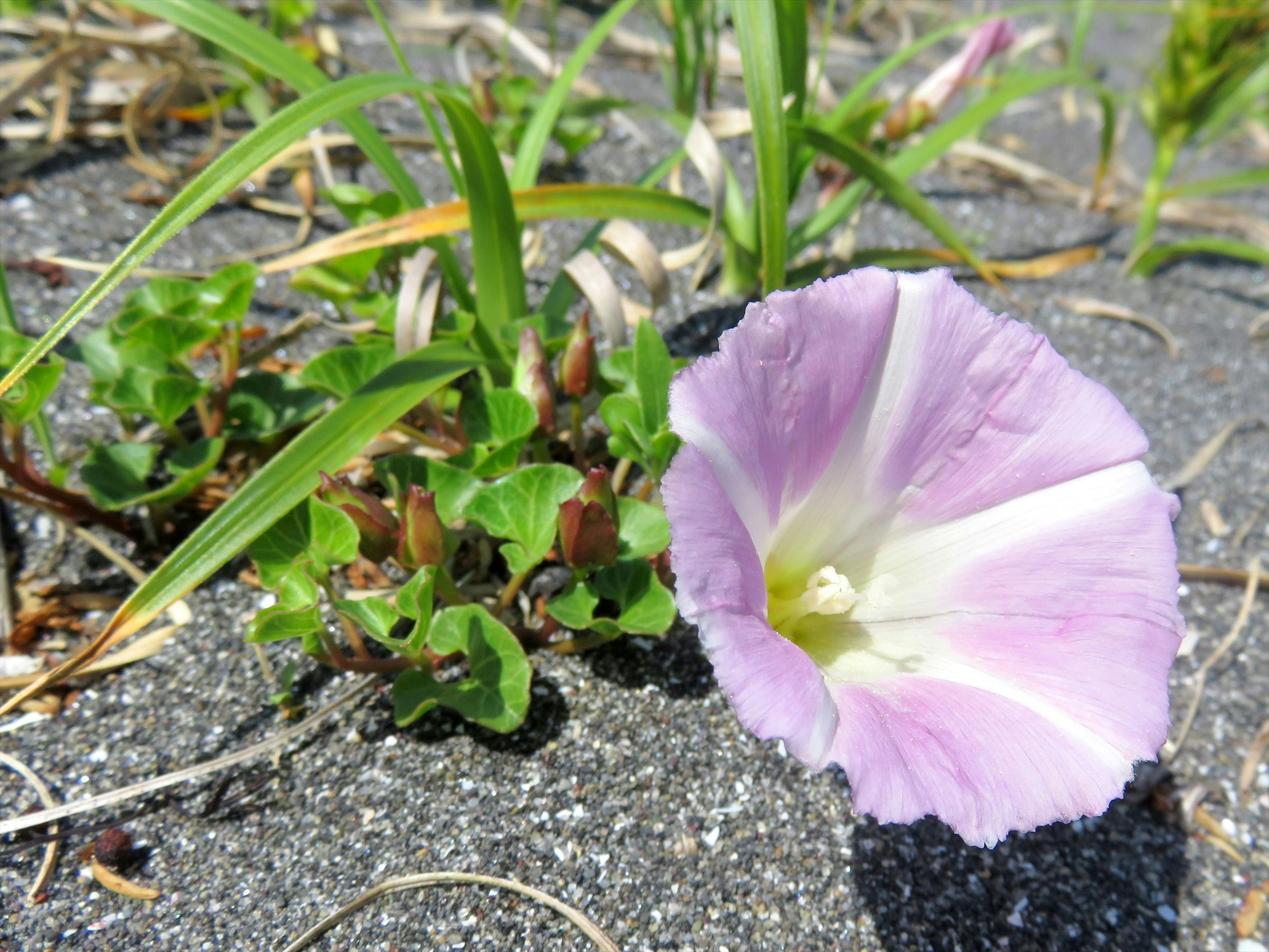 沙地上淡粉色花朵和綠色草坪