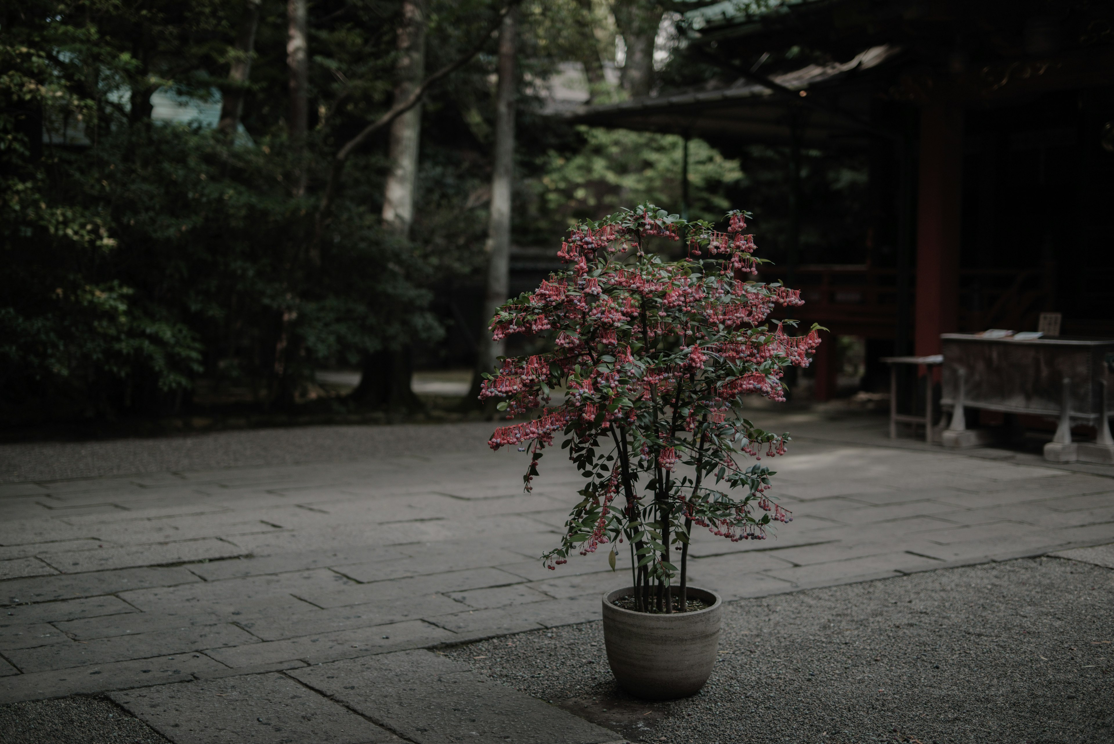 宁静花园中的盆栽植物，粉色花朵，四周绿树环绕