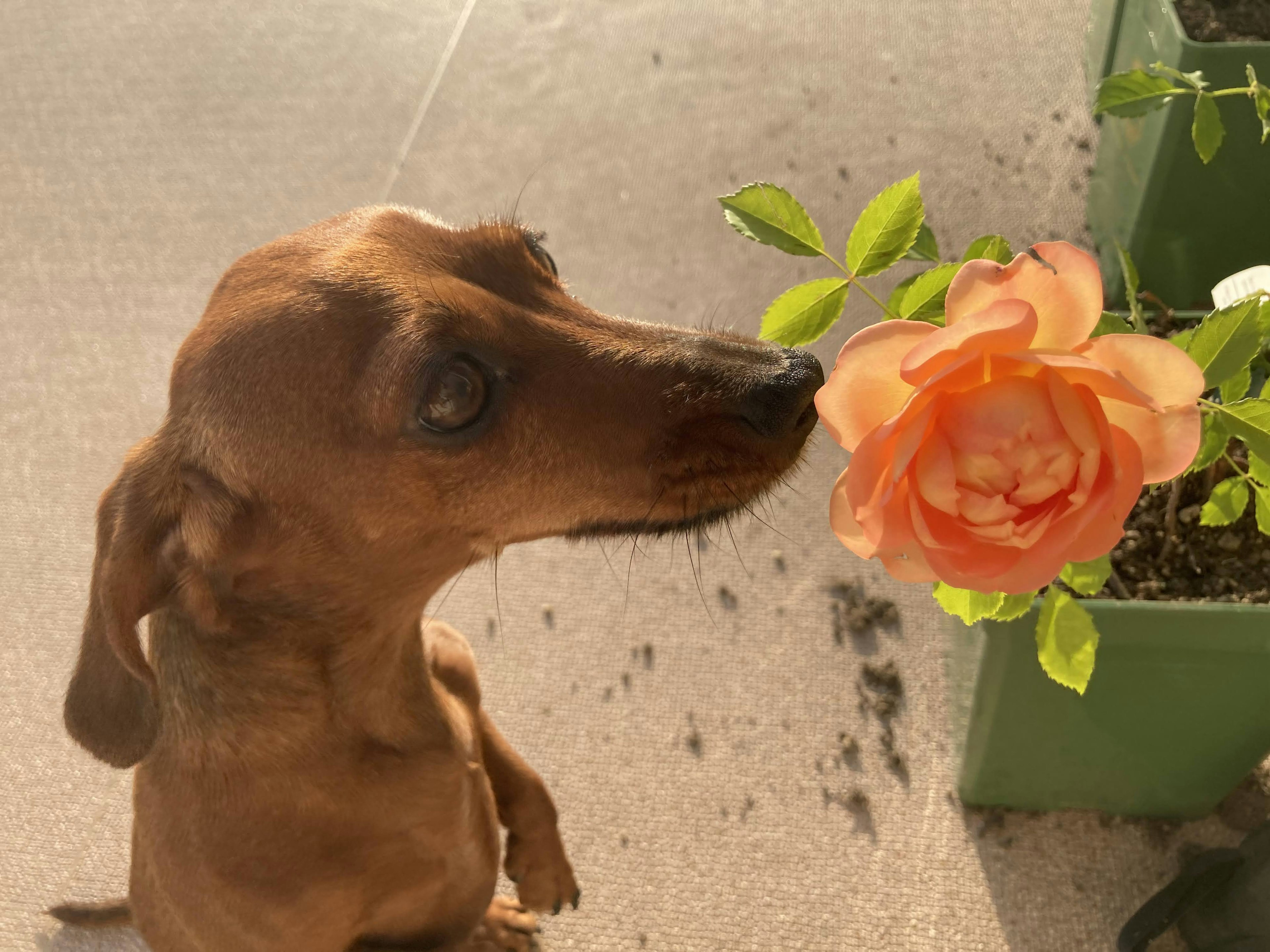 Brauner Dackel schnüffelt an einer Pfirsichrose