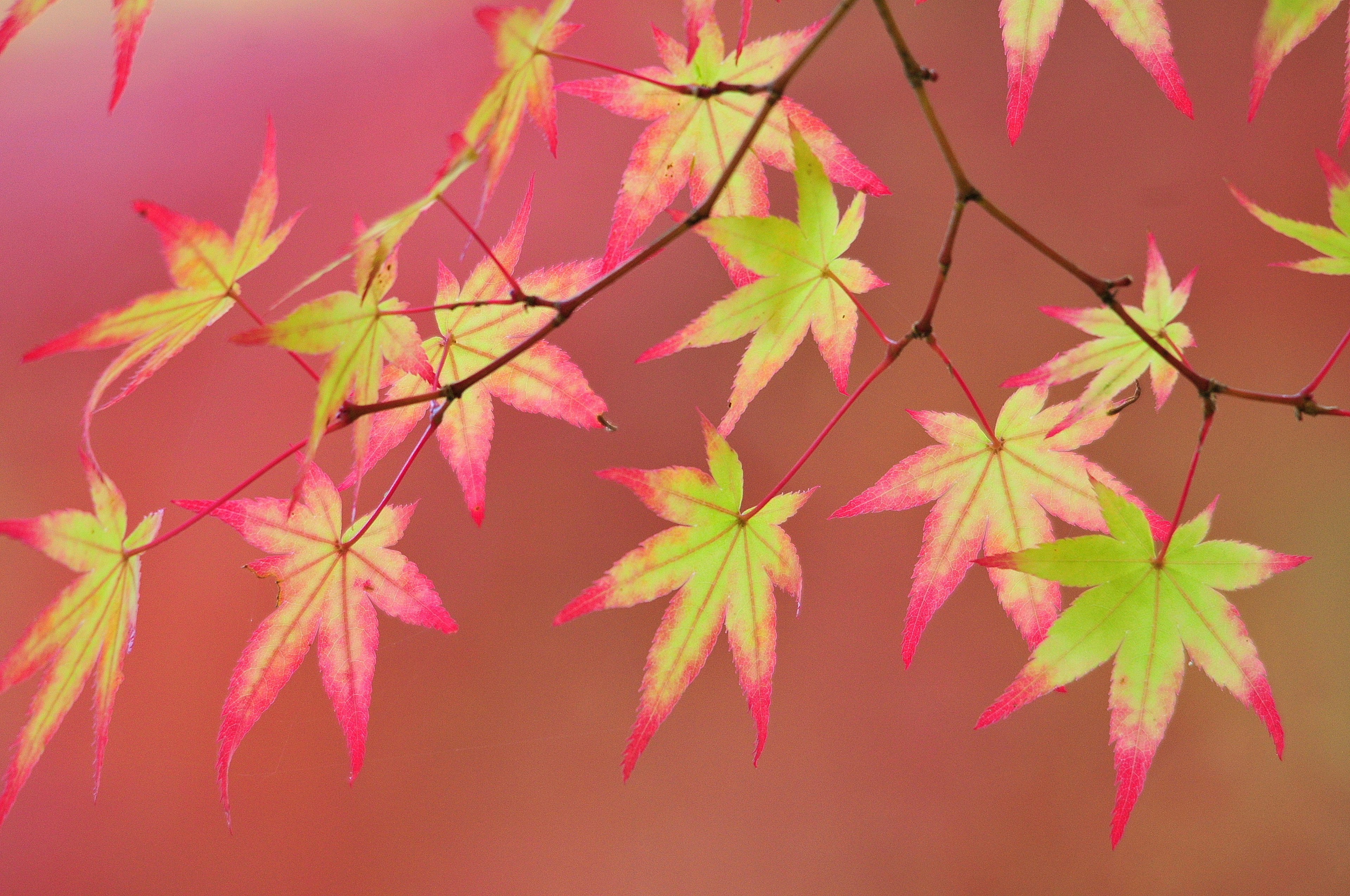 Daun maple cerah dalam nuansa hijau dan merah muda di cabang