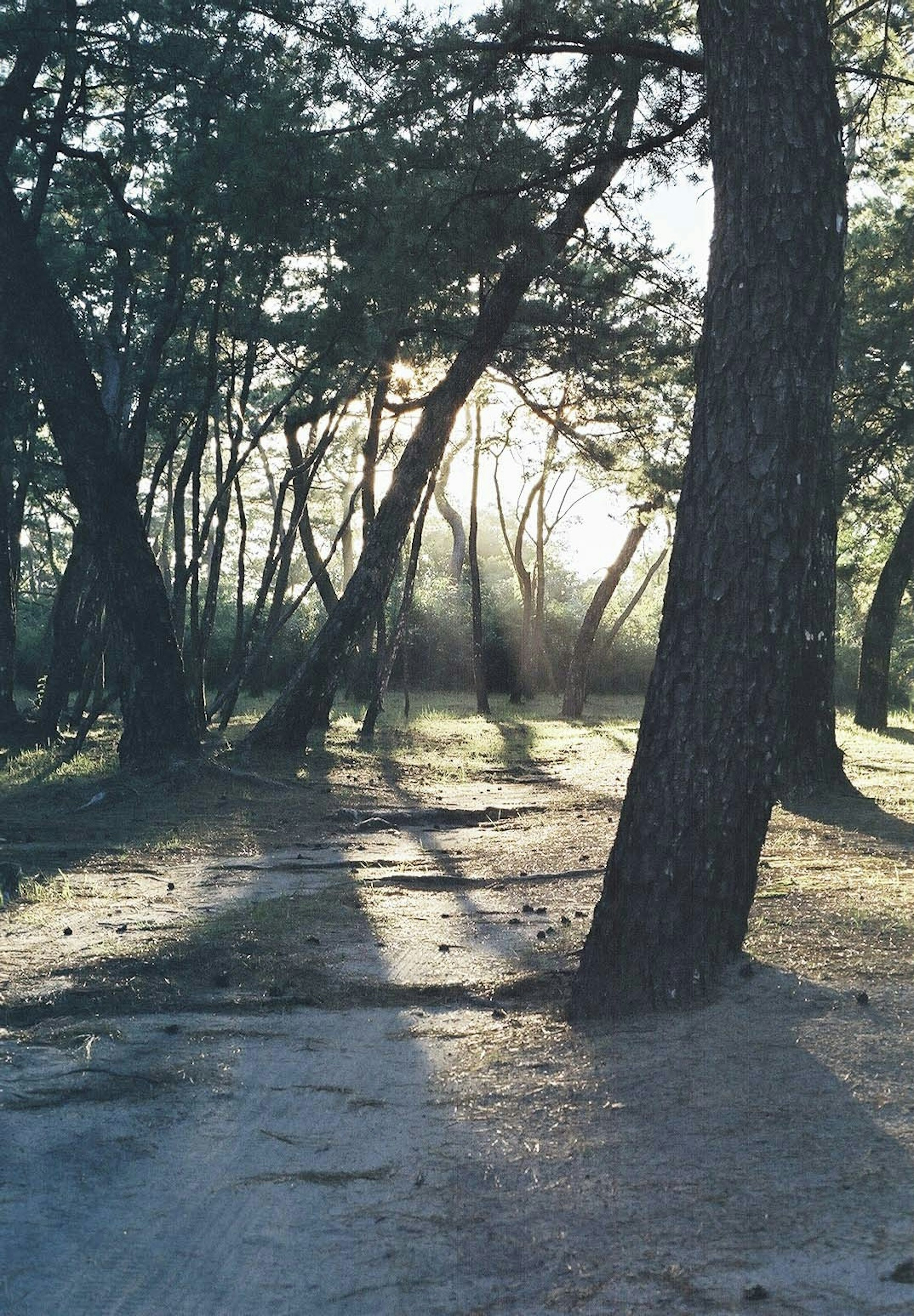 木々の間から差し込む光と影のある静かな森の風景