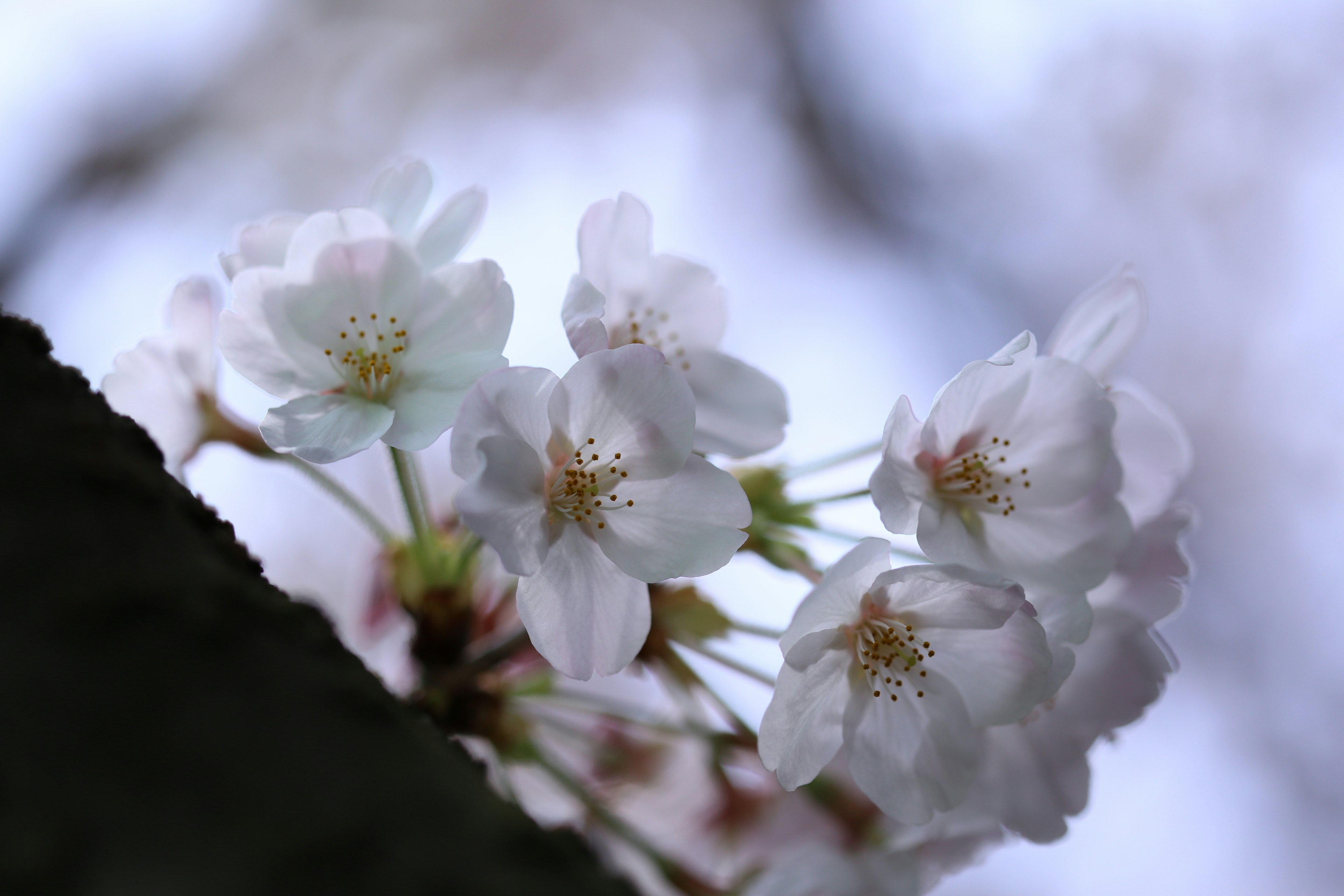 薄い白い花びらの桜の花が枝に咲いている