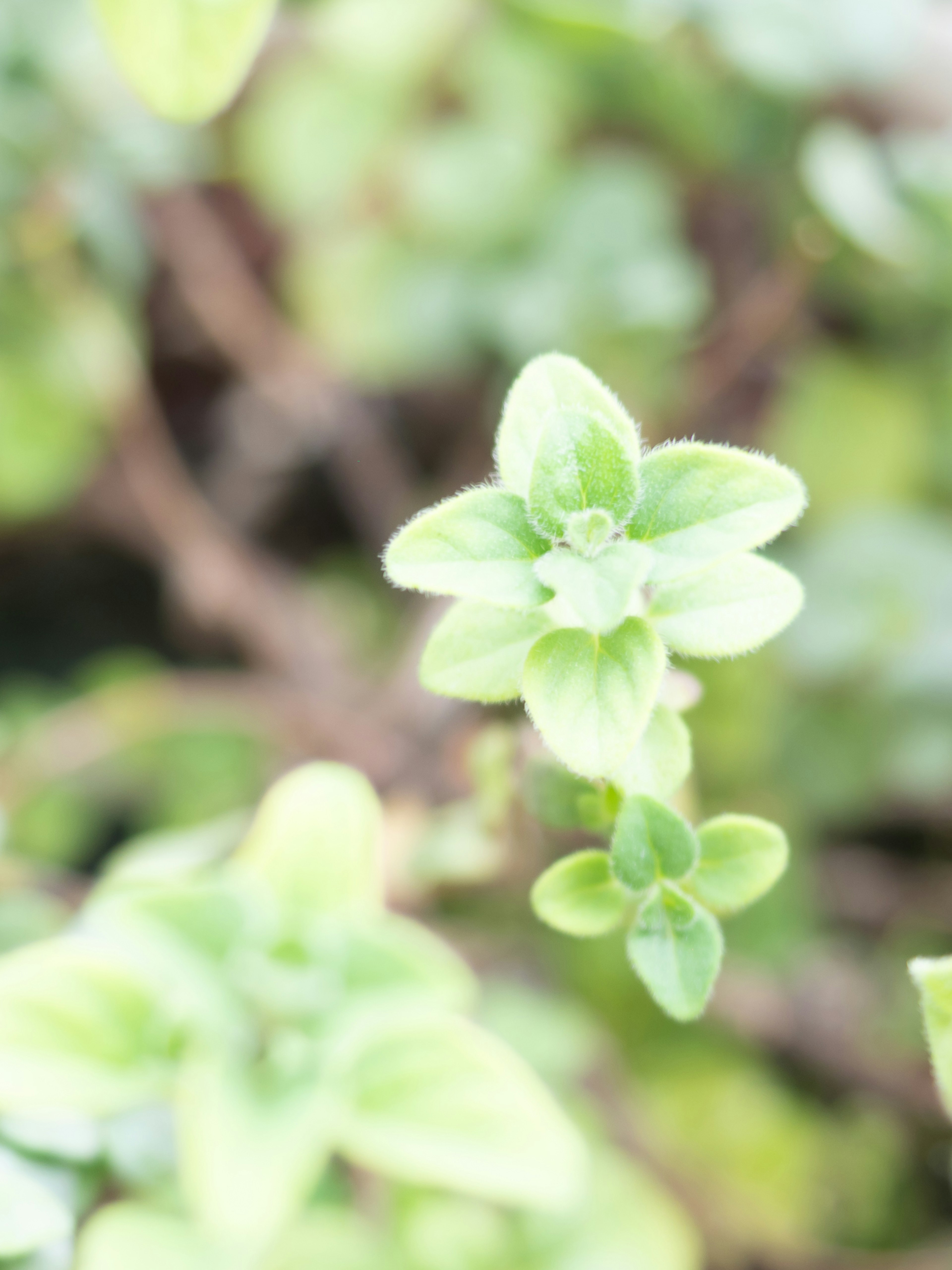 Feuilles d'origan vert vif mises en valeur dans l'image