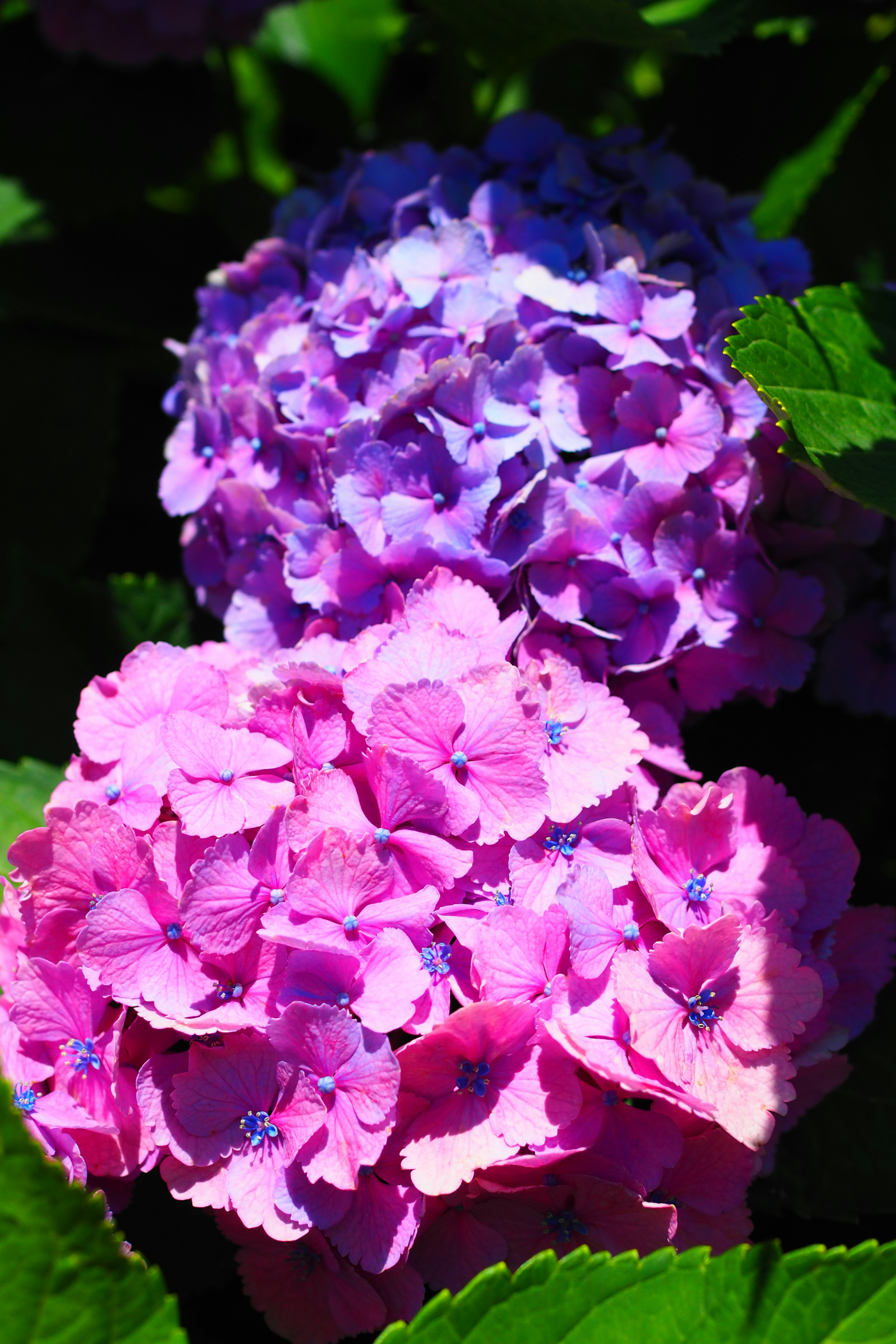 Lila und rosa Hortensienblüten, die zwischen grünen Blättern blühen