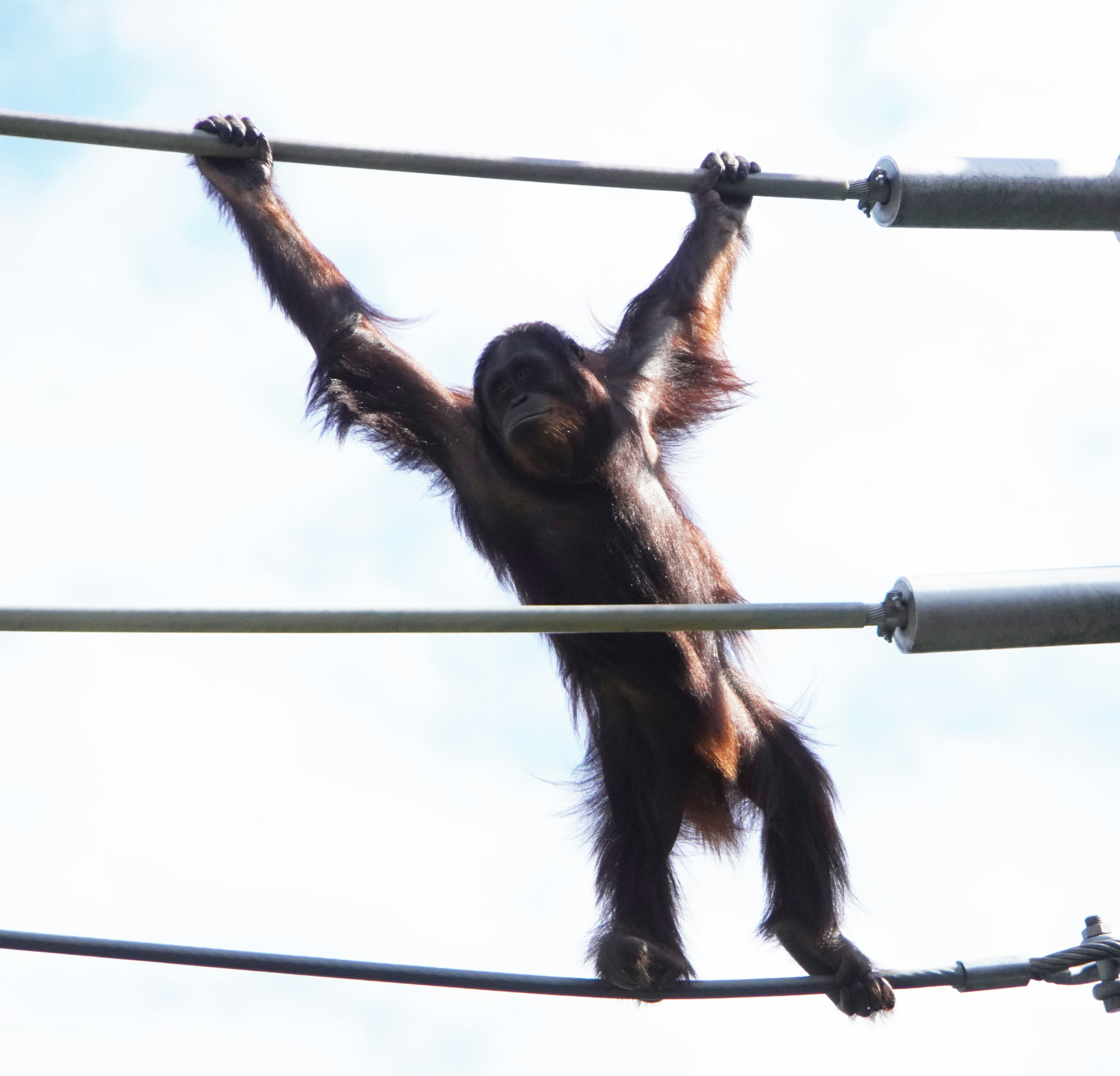 Orangutan hanging from wires in a natural setting