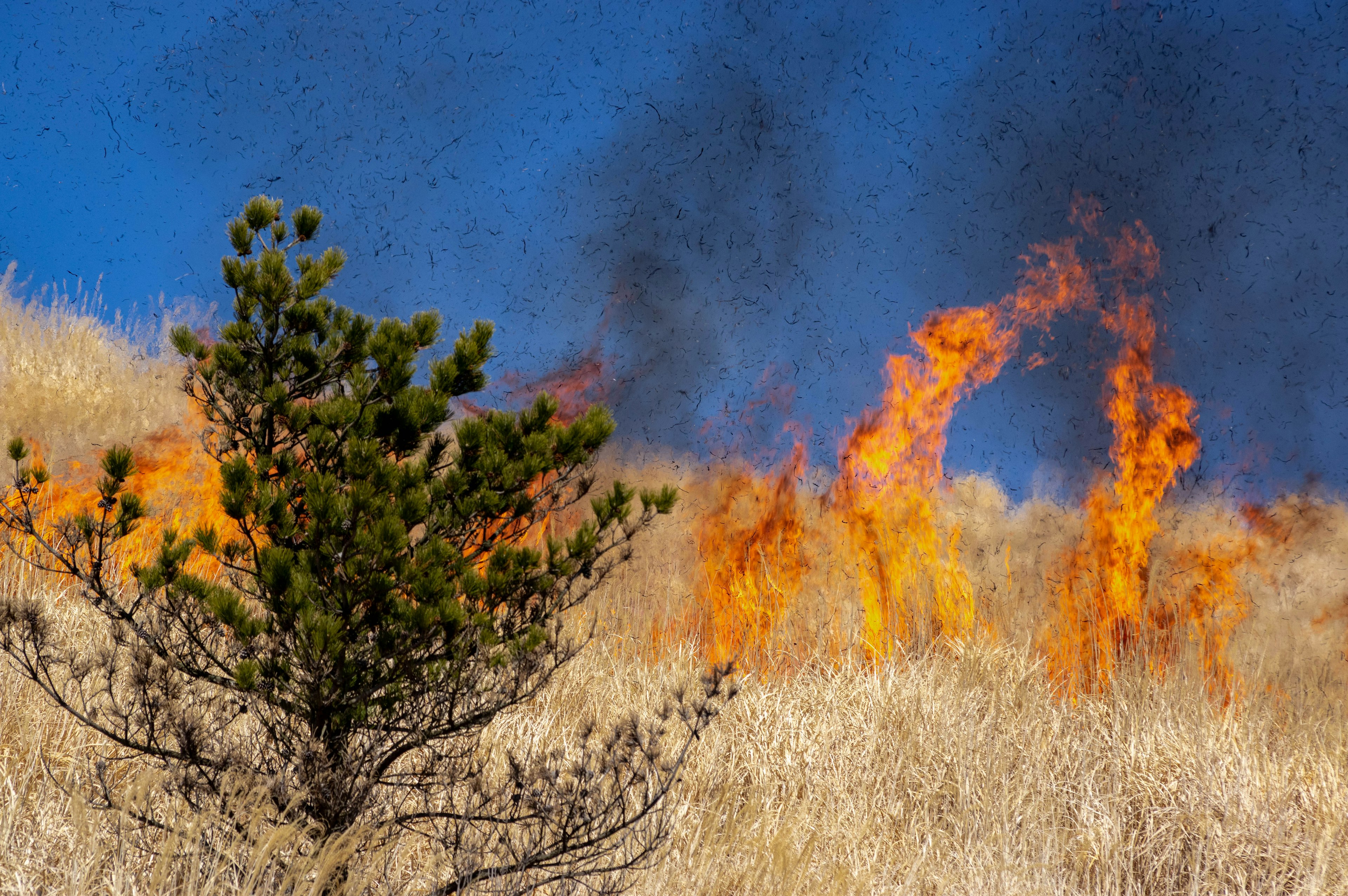 Image de flammes s'élevant dans une prairie avec un ciel bleu