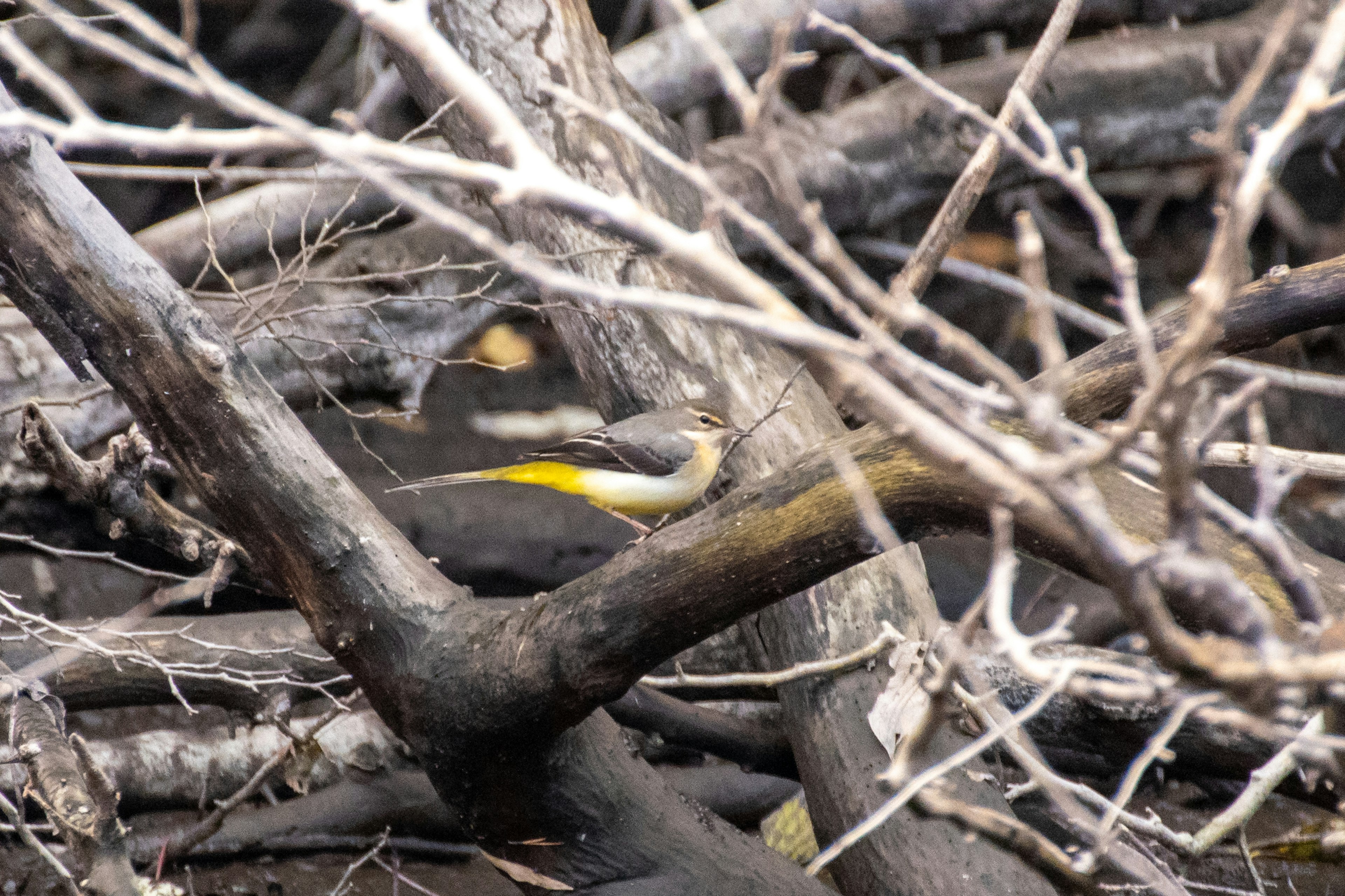 Un pájaro amarillo posado entre ramas y ramitas