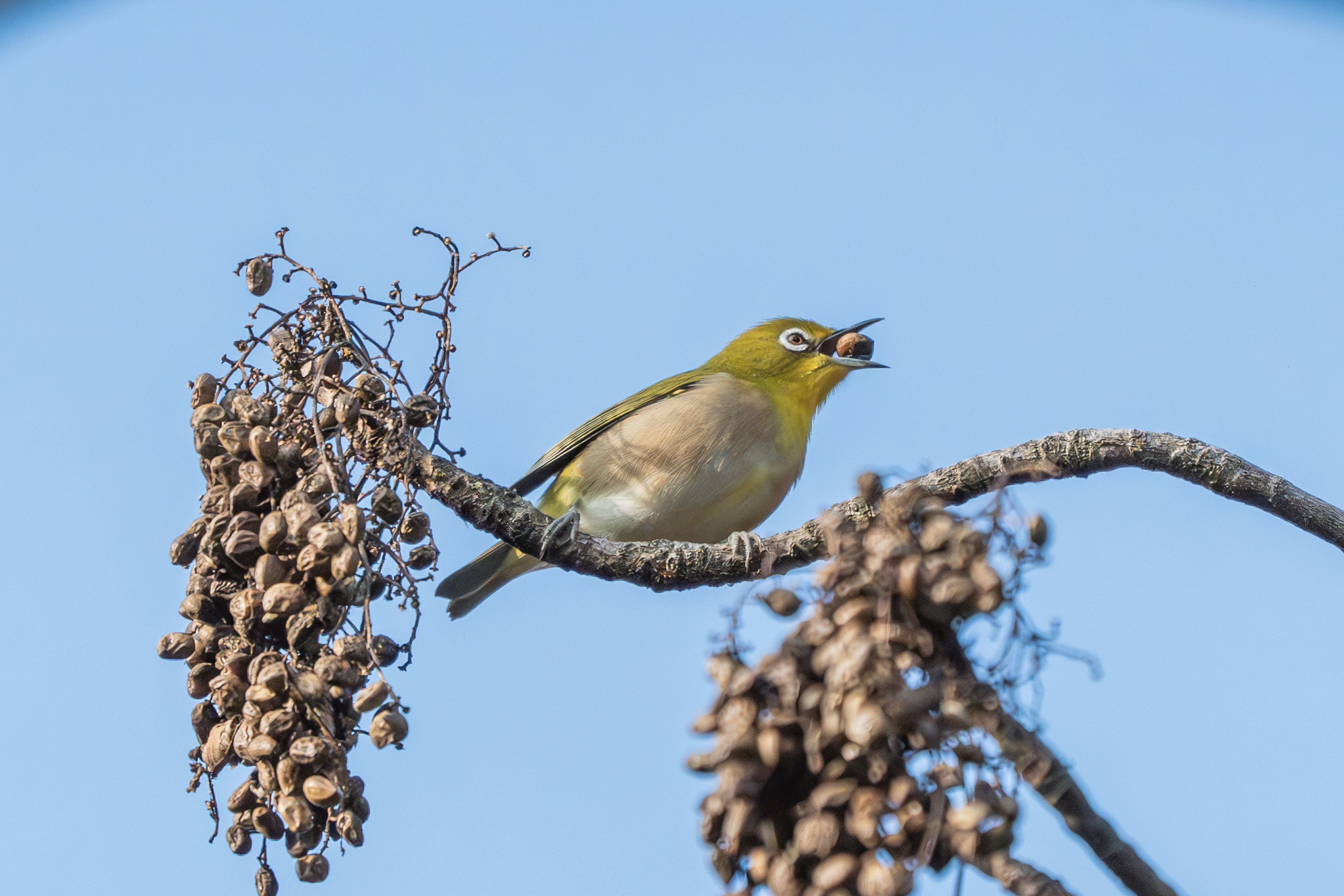 青空の下で枝に止まる小さな鳥 緑色の羽と実をくわえた姿