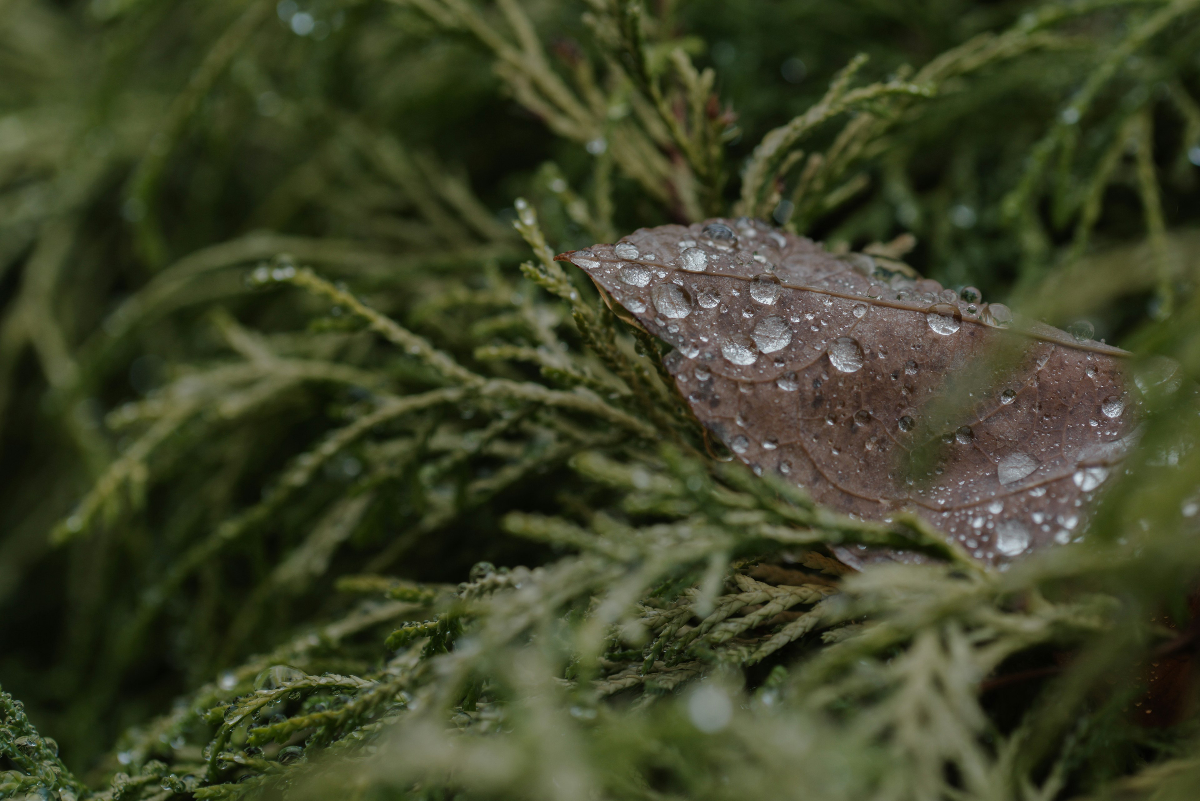 Feuille brune avec des gouttes d'eau sur un feuillage vert