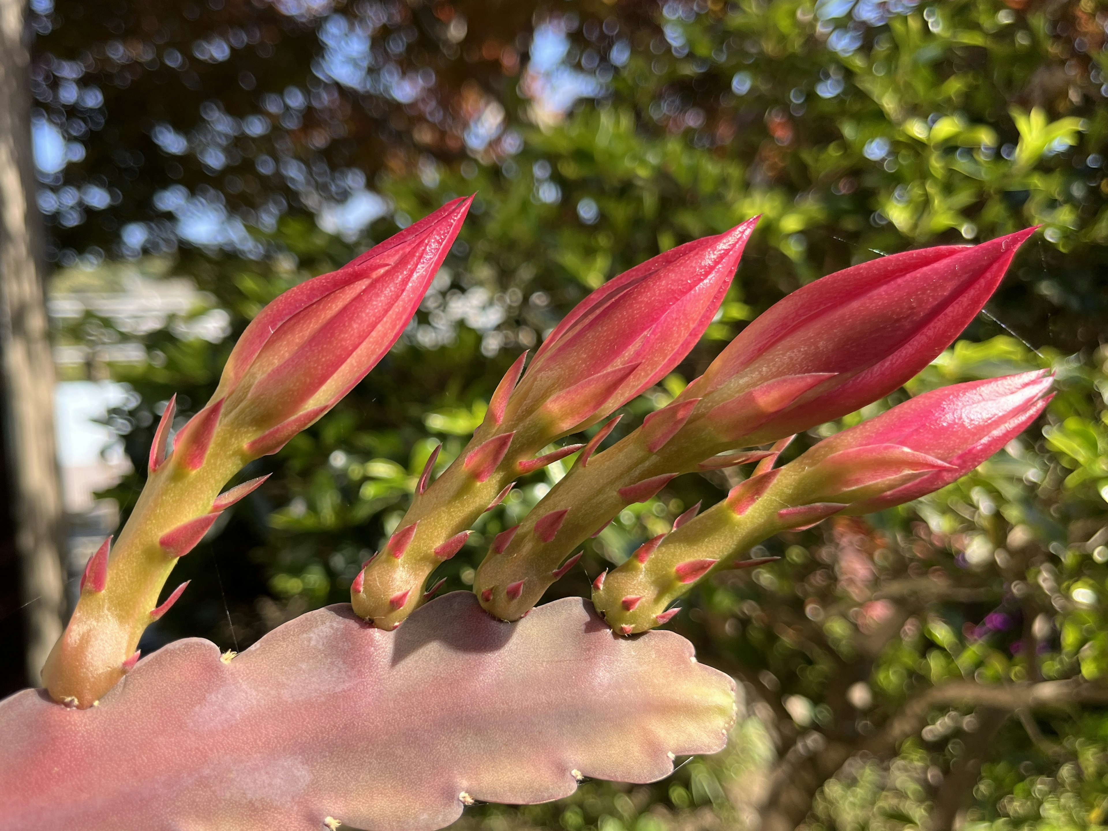 Nahaufnahme eines Kaktus mit roten Knospen