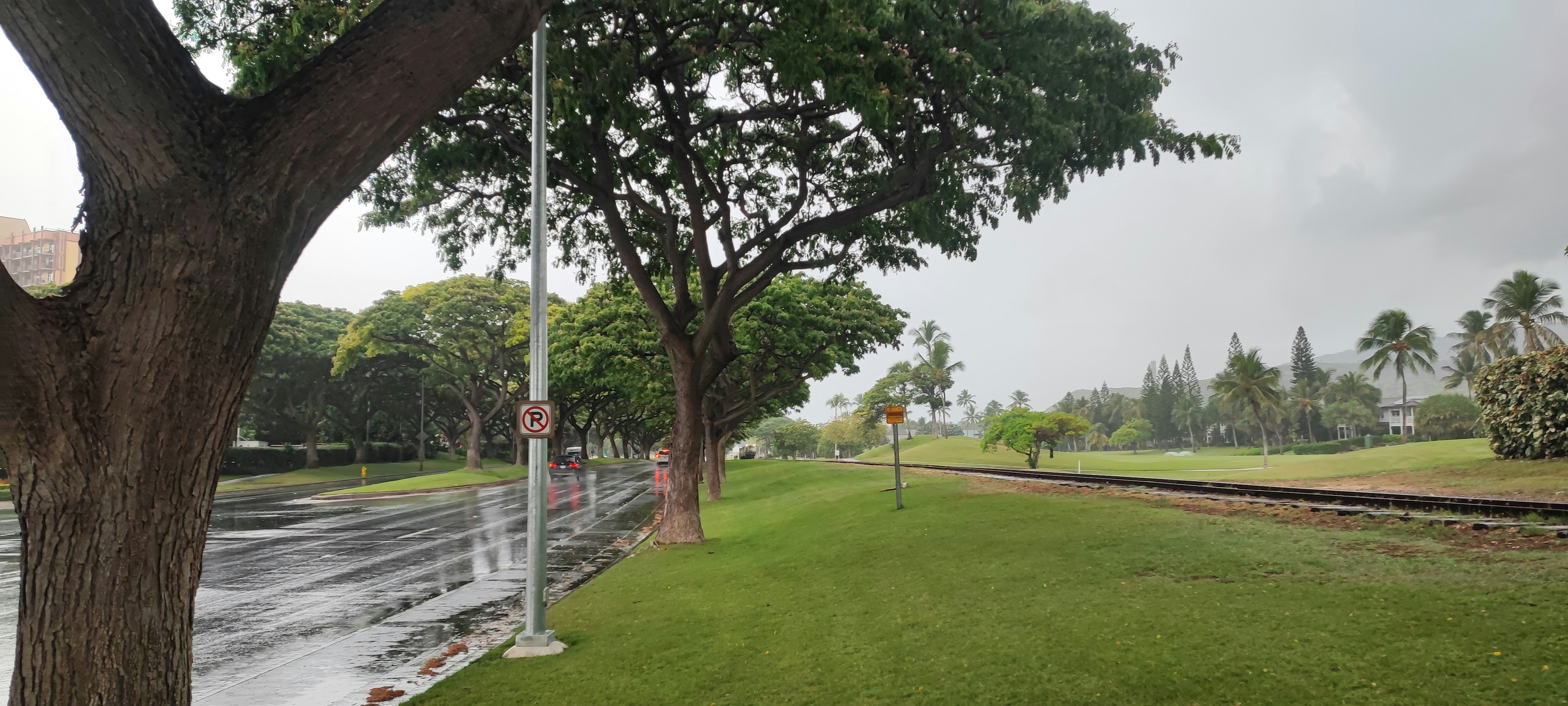 Landscape with wet green grass and lined trees under cloudy sky