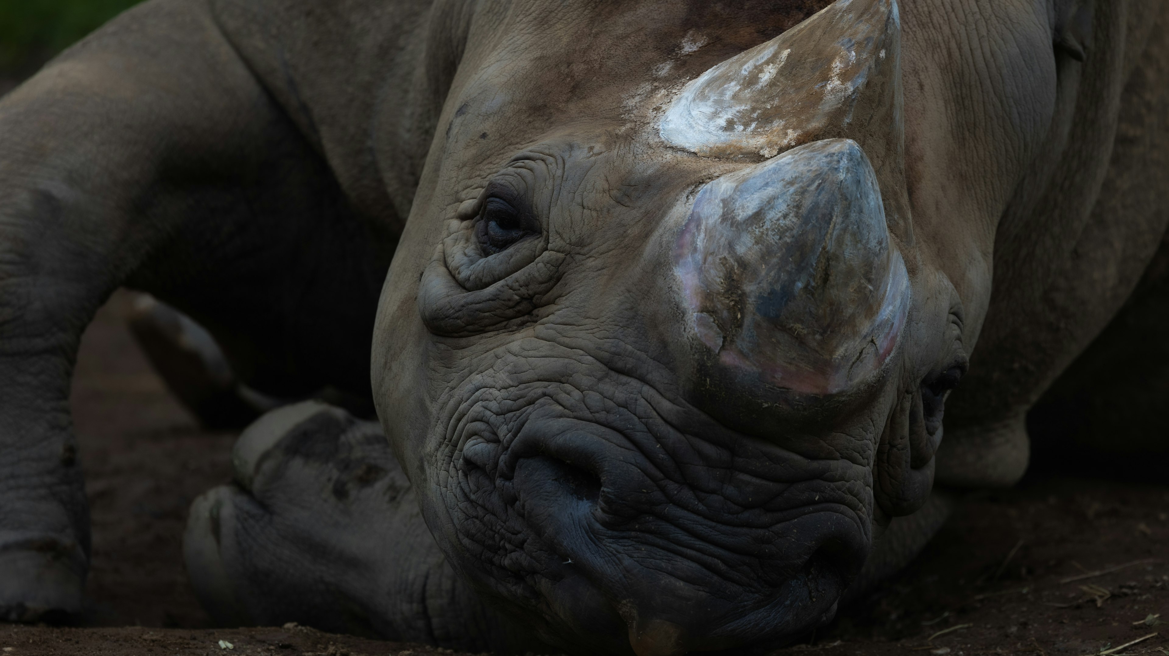 Close-up image of a resting rhinoceros showcasing its distinctive horn and expression