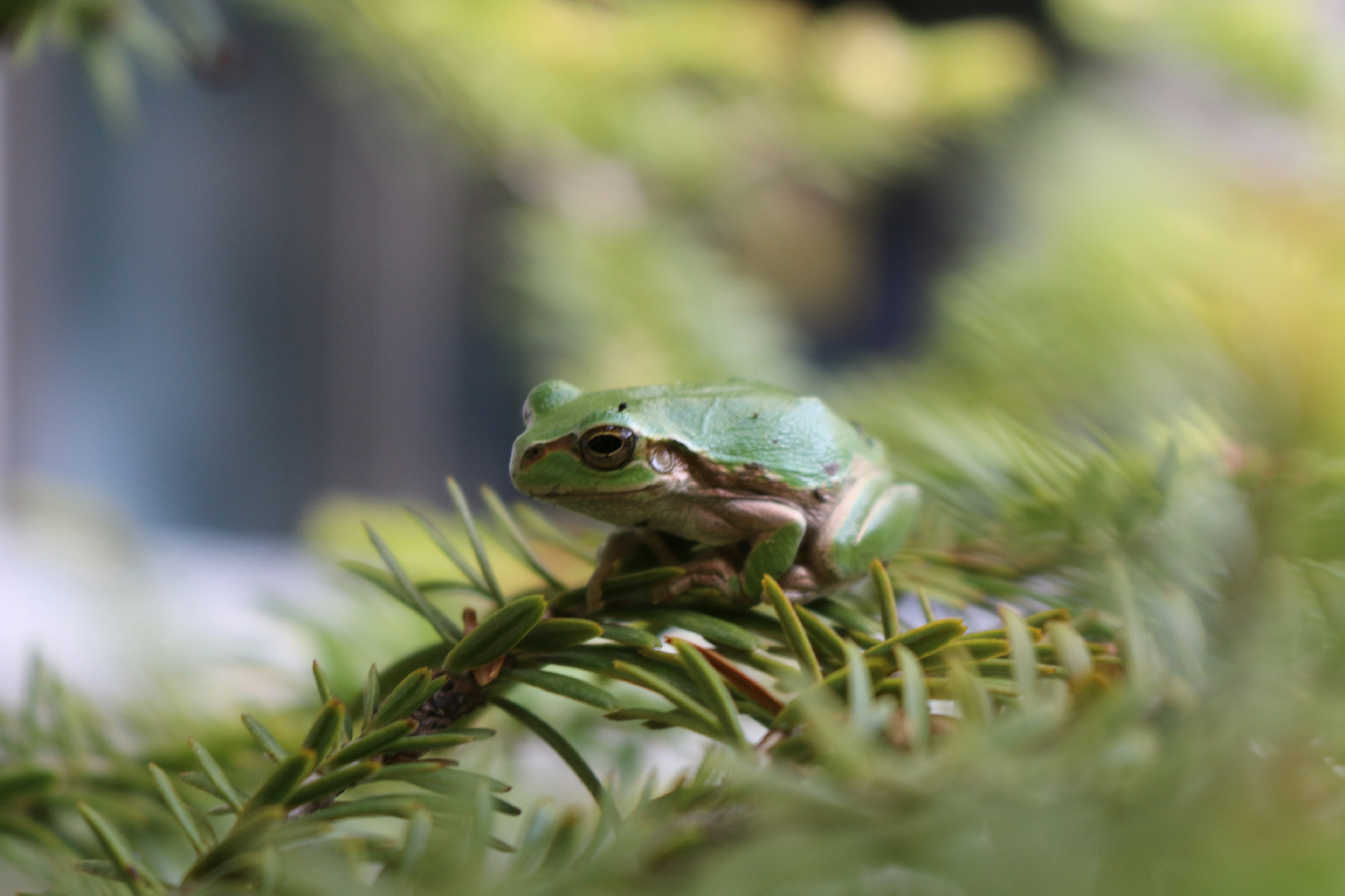 A green frog perched on a conifer branch