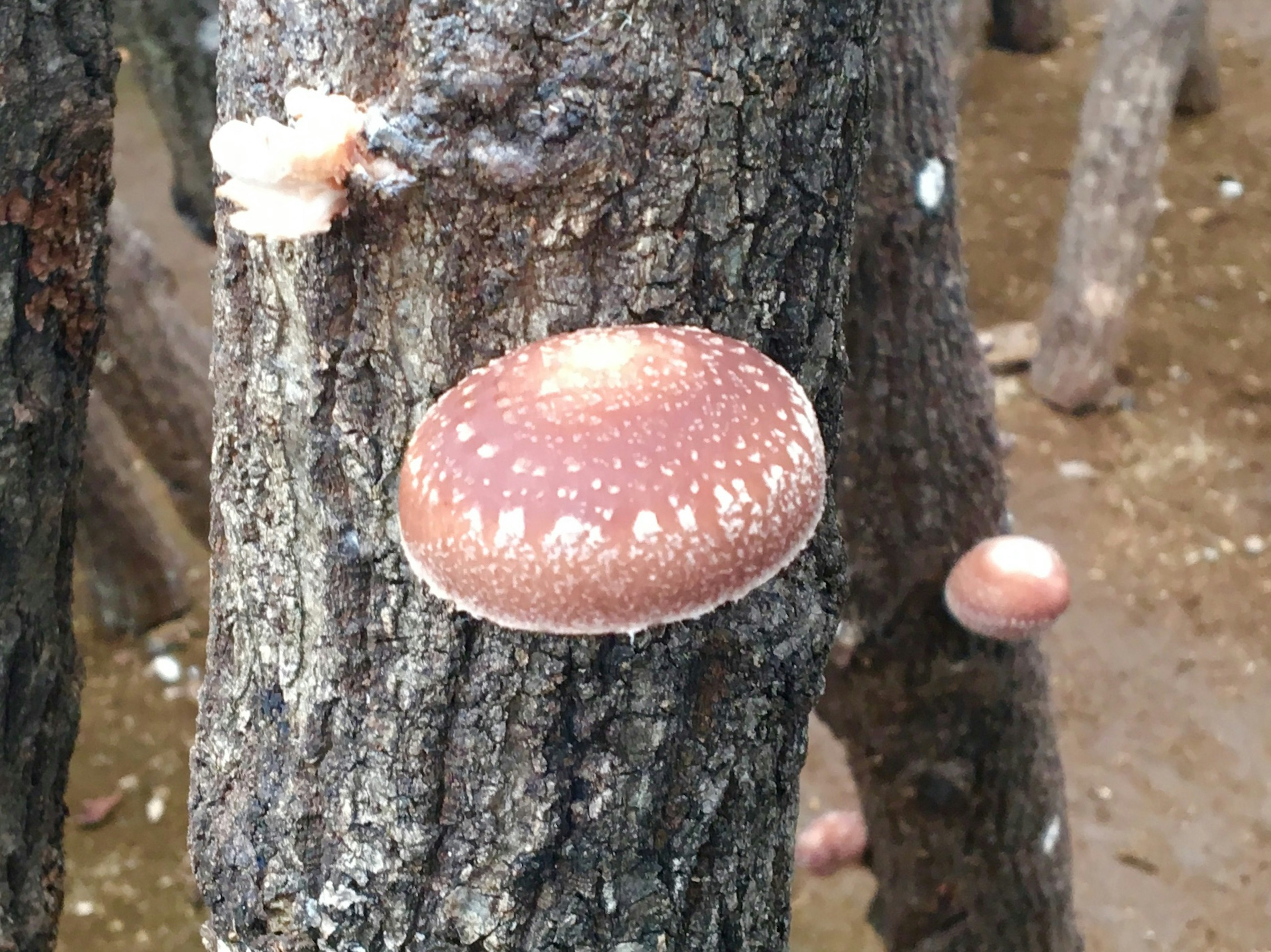 Funghi shiitake che crescono su un tronco d'albero con una superficie texturizzata