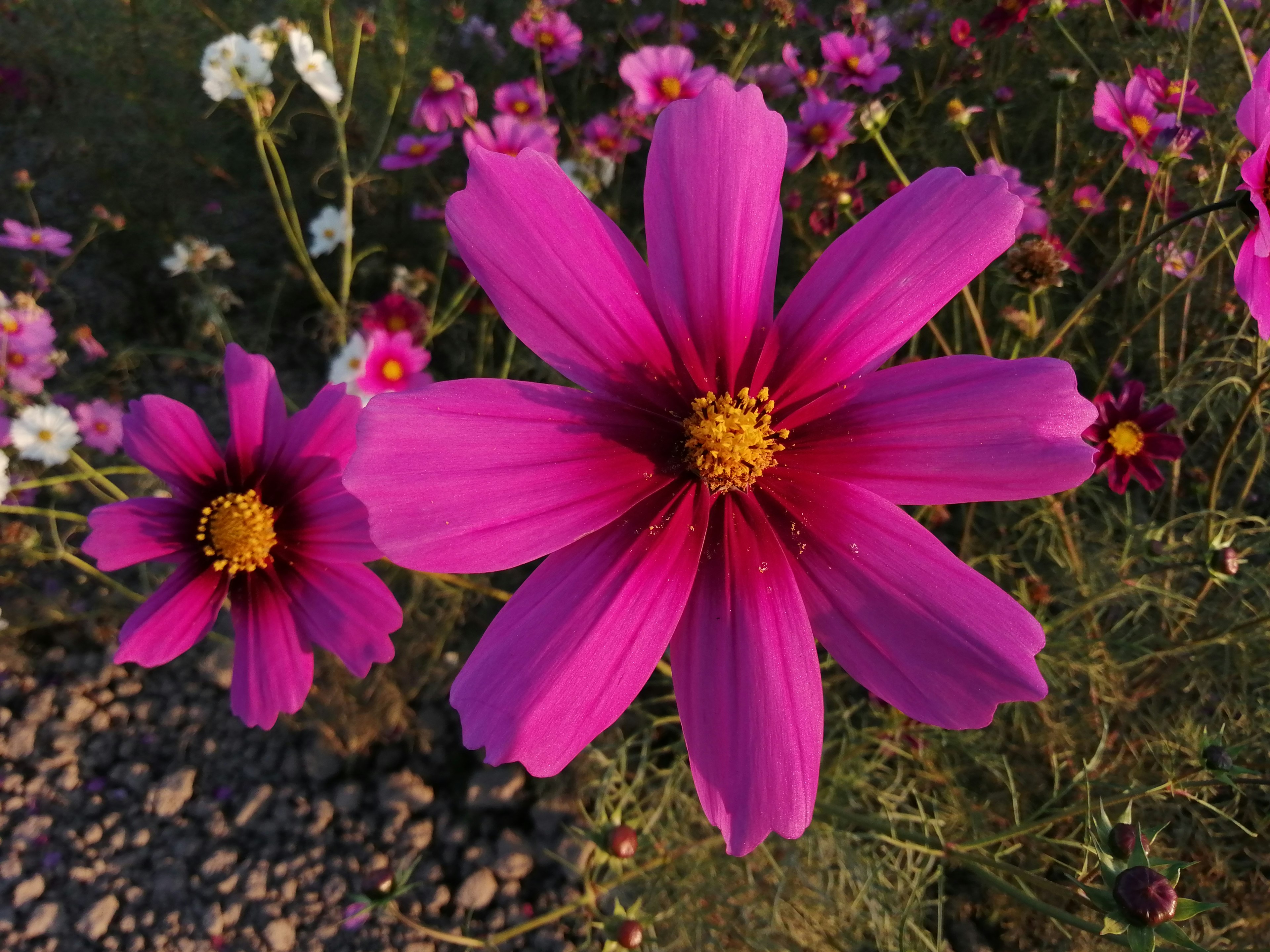 Fiori di cosmos rosa vivaci in piena fioritura