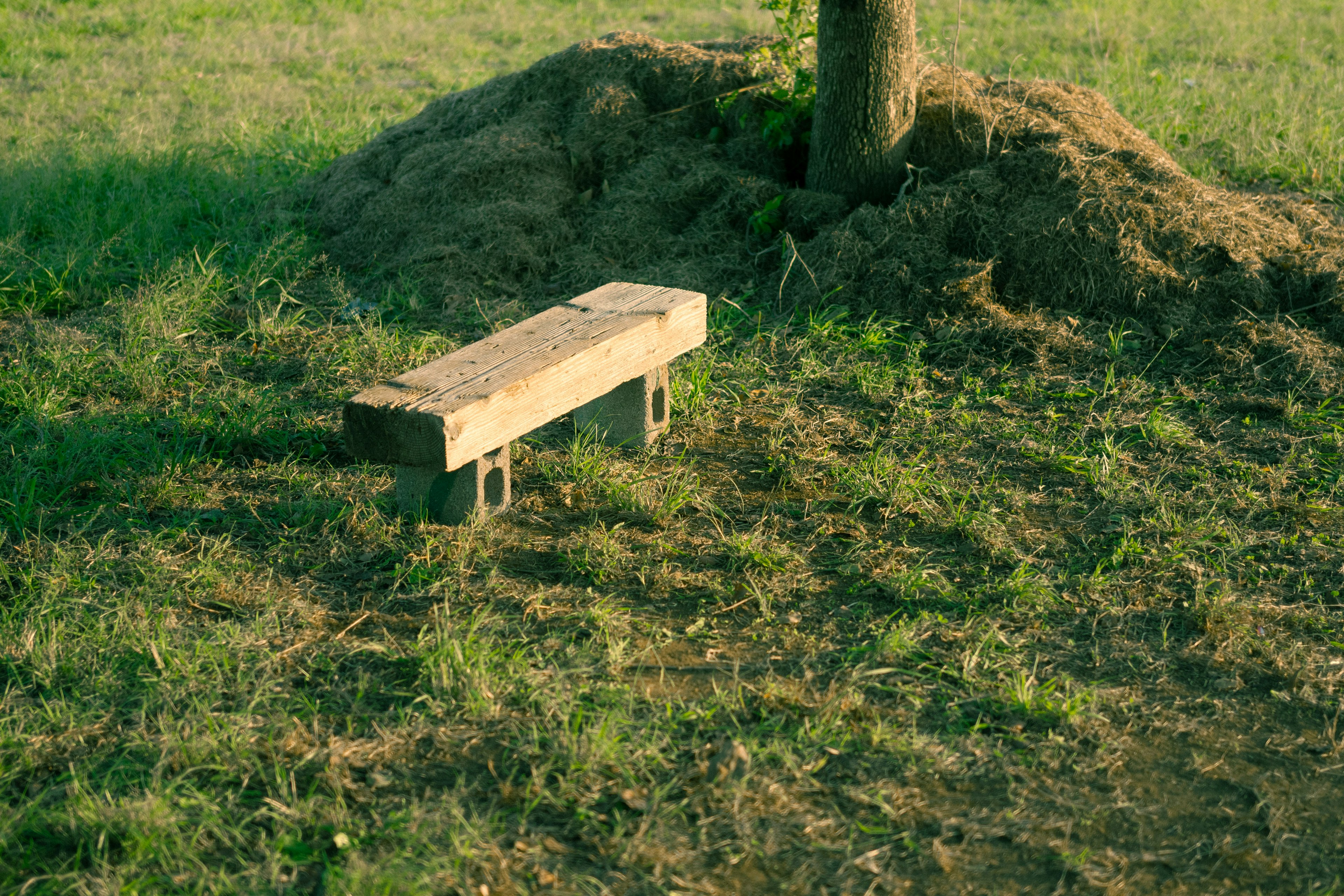 Holzbank neben einem Baum auf grünem Gras