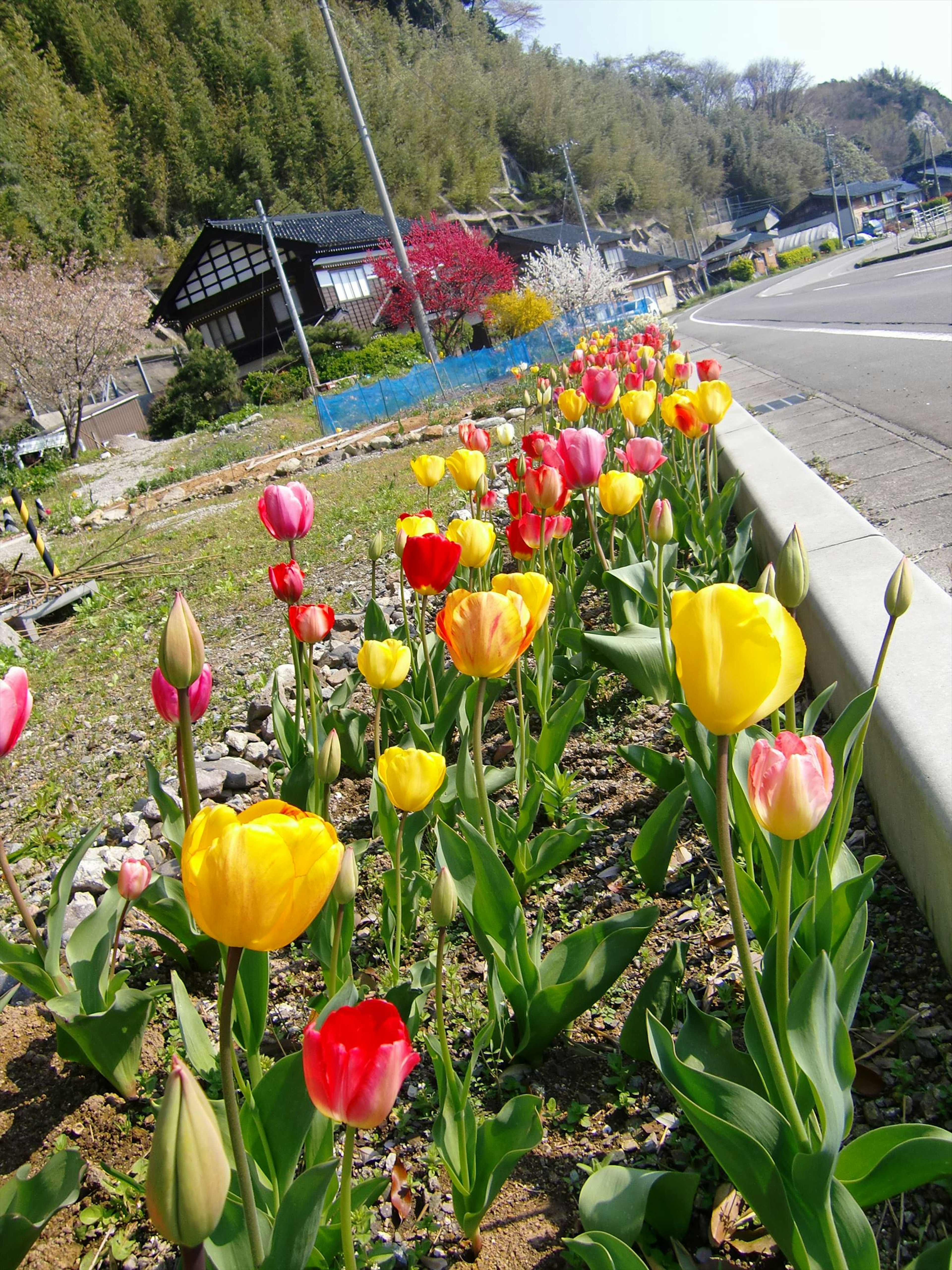 Tulip berwarna-warni yang mekar di sepanjang jalan