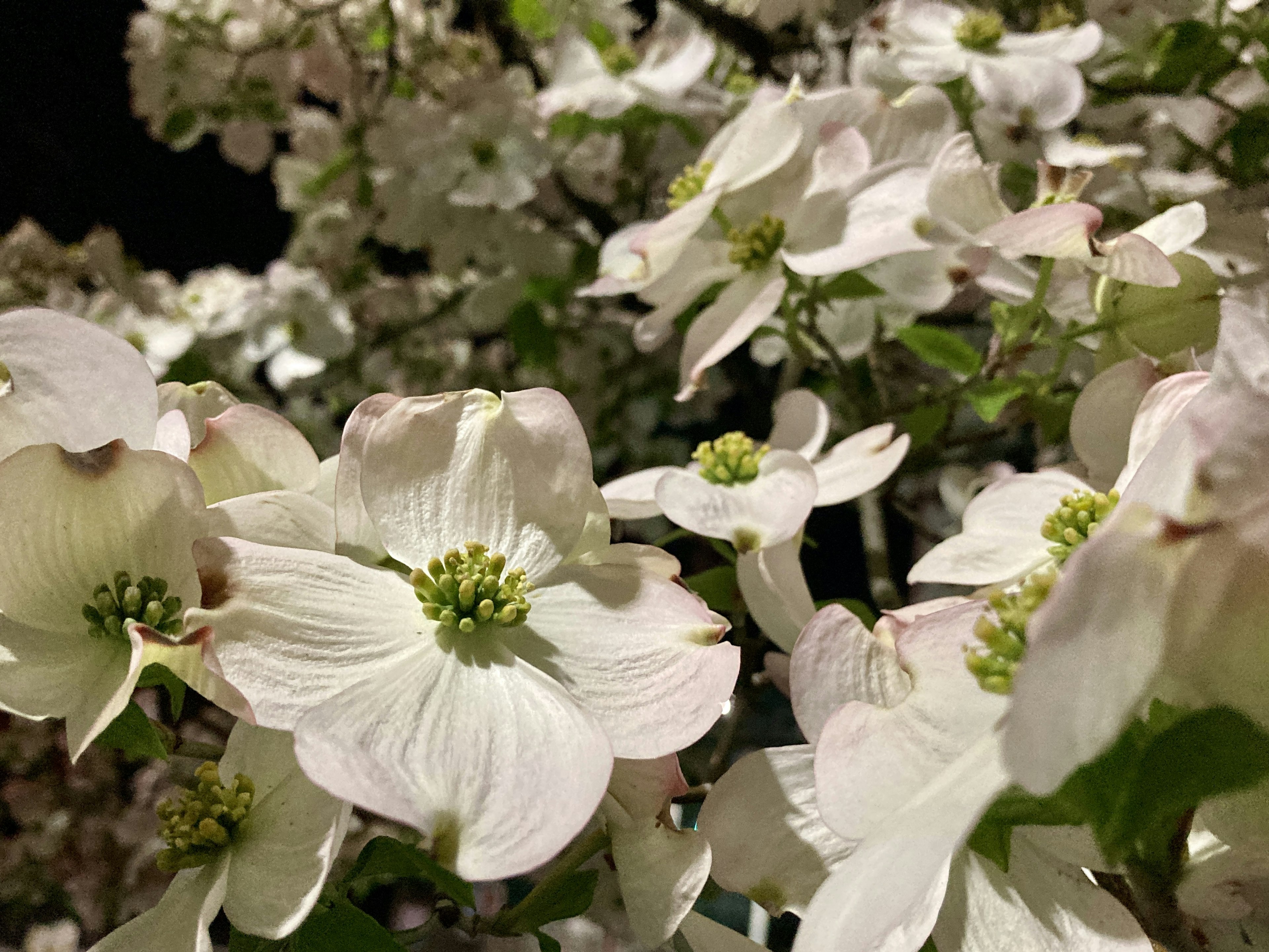 薄い白色の花と緑の中心を持つ花のクローズアップ