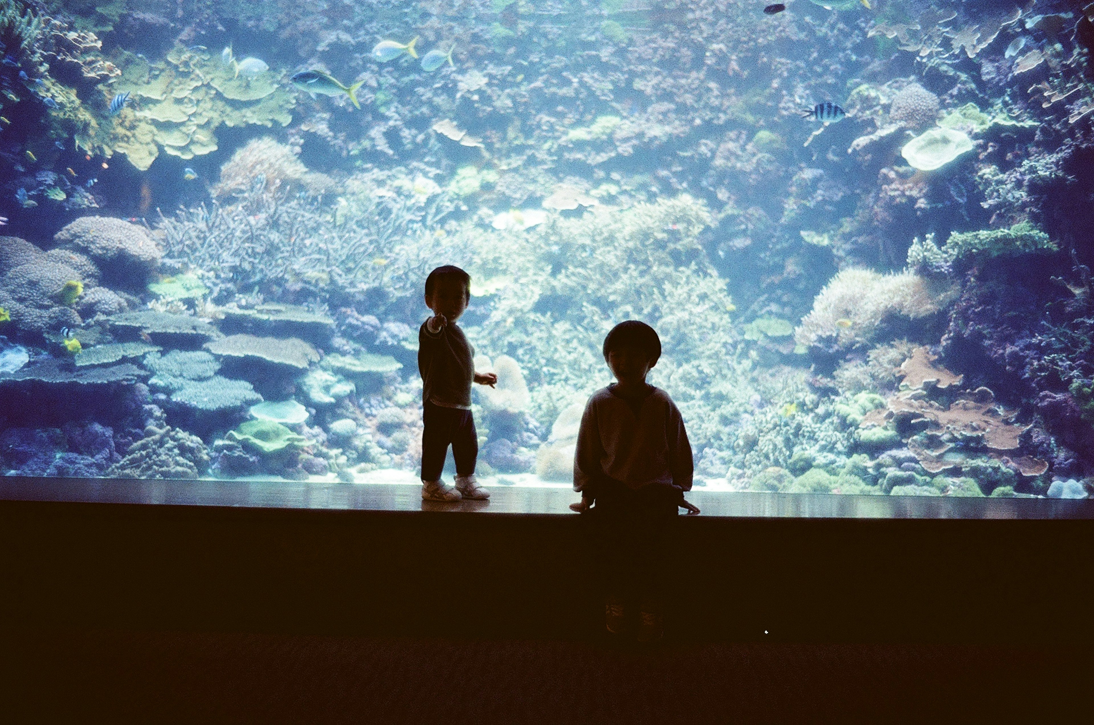 Children standing in front of an aquarium showcasing vibrant marine life