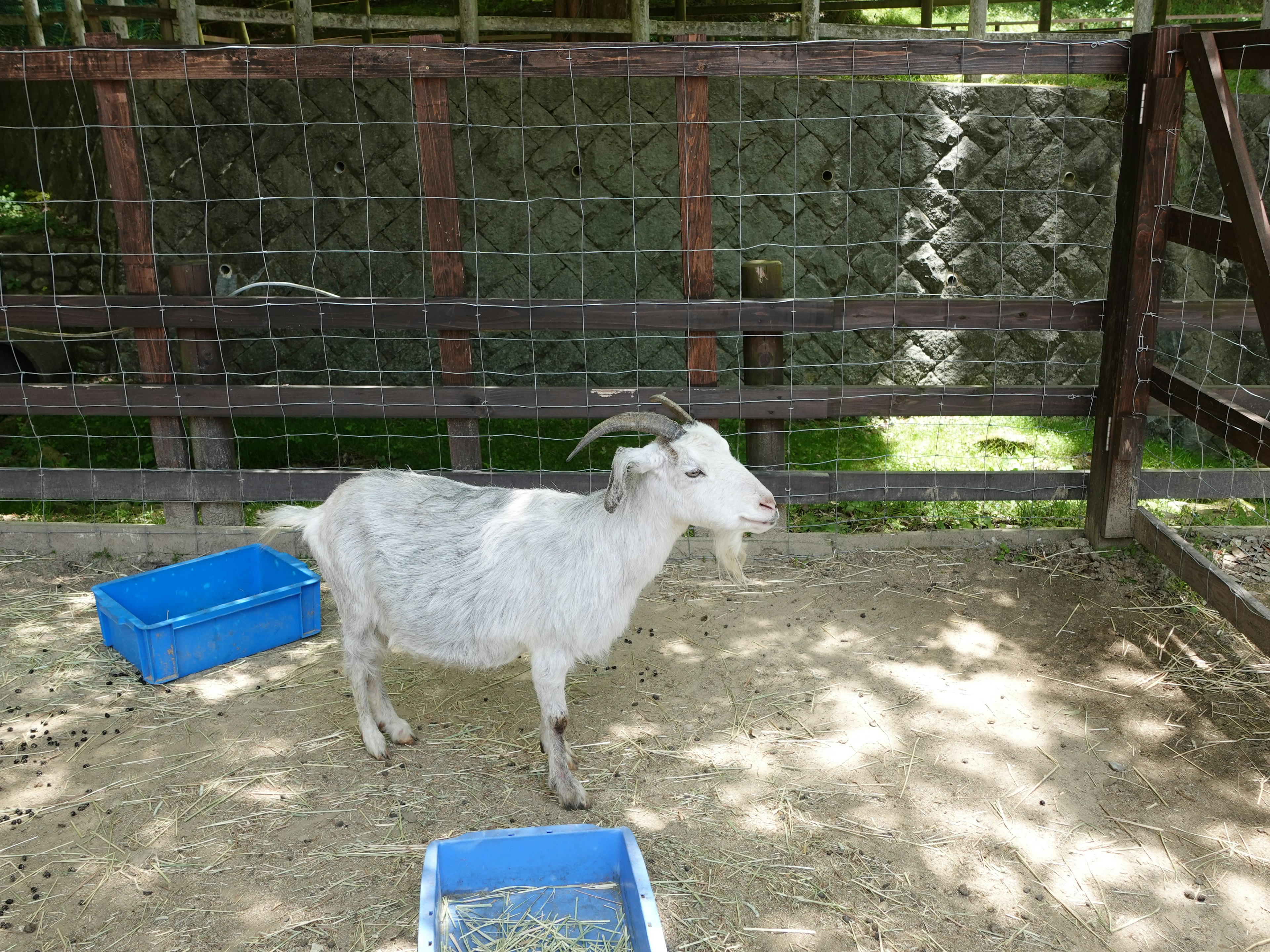 Seekor kambing putih berdiri di dekat tempat makan biru di lingkungan peternakan