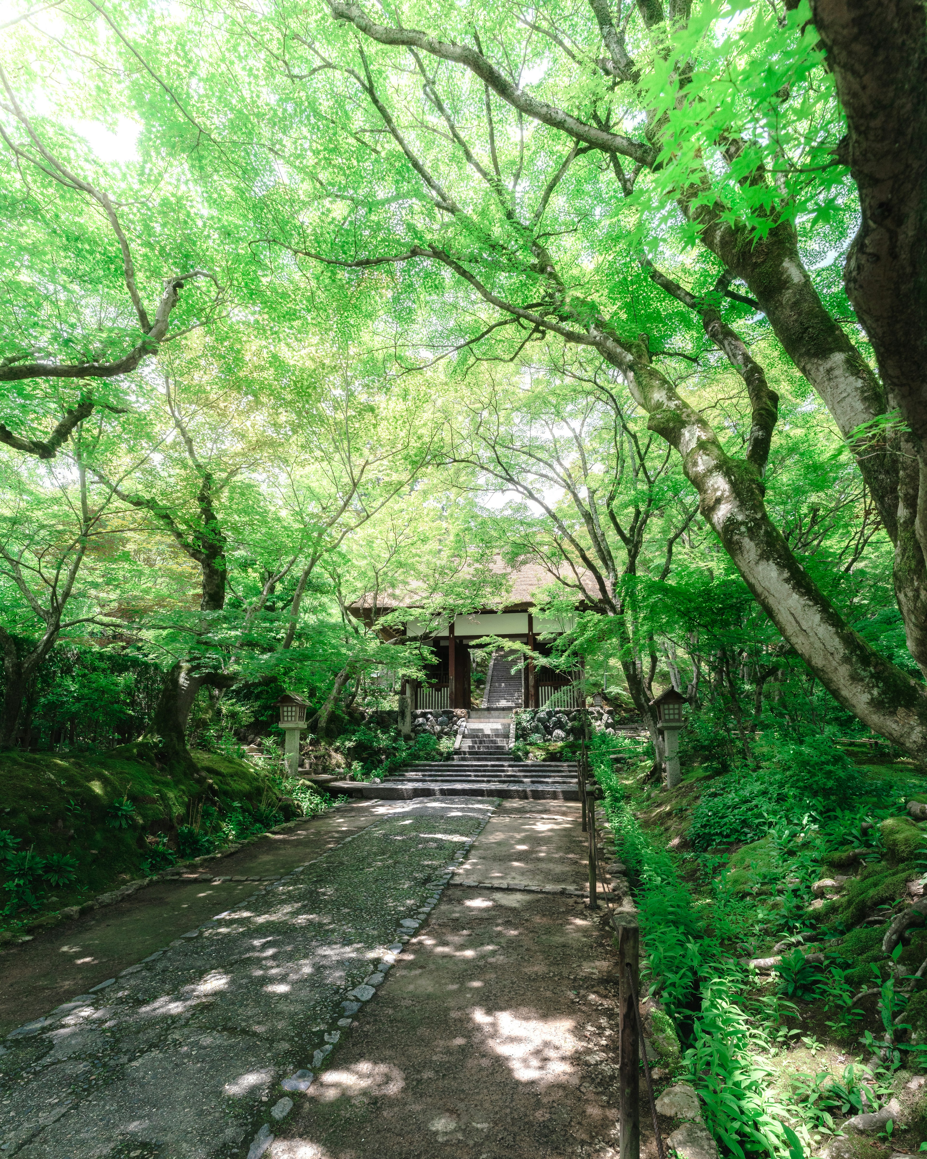 A serene pathway surrounded by lush green trees leading to a building