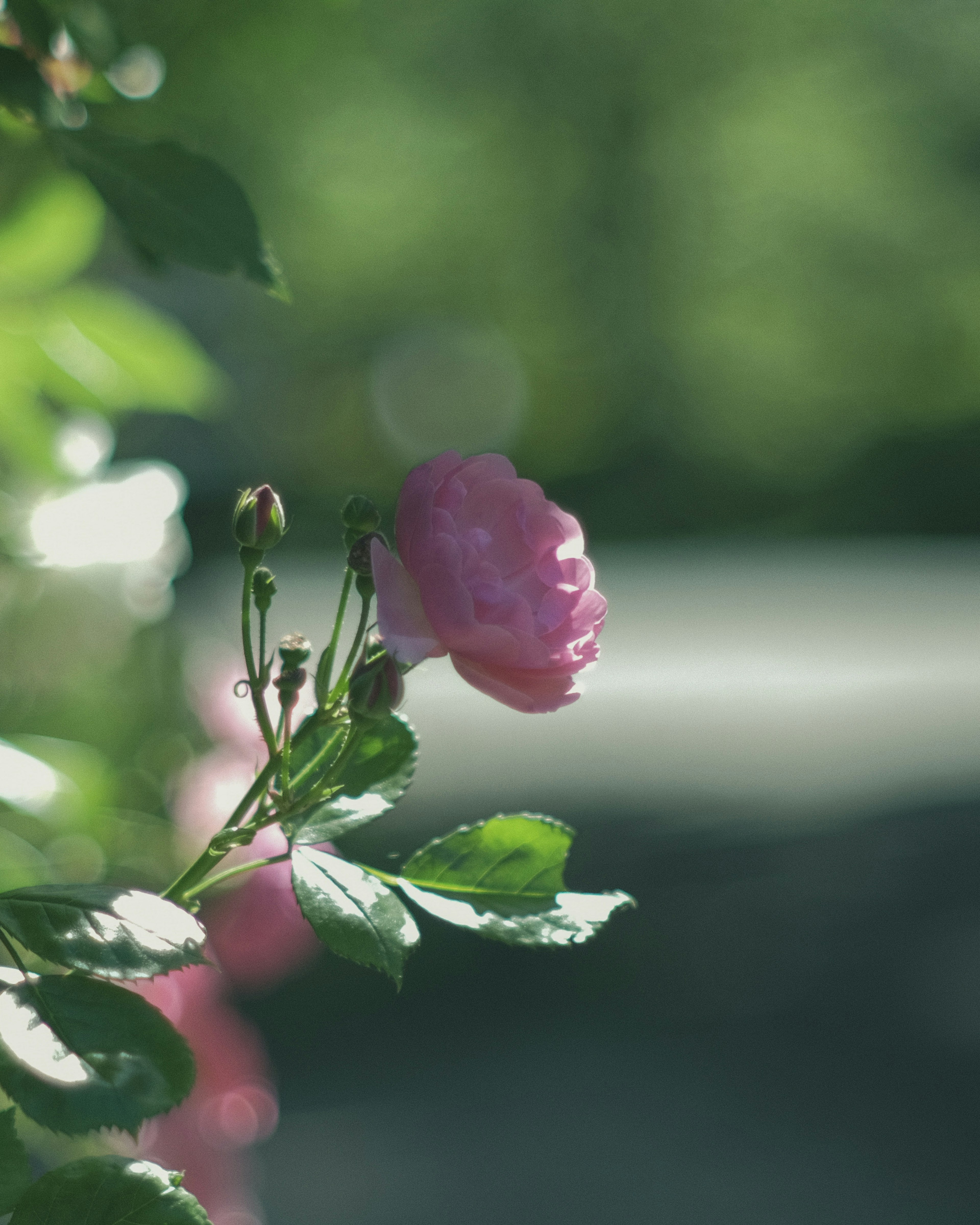 Sanfte rosa Rose mit grünen Blättern vor unscharfem Hintergrund