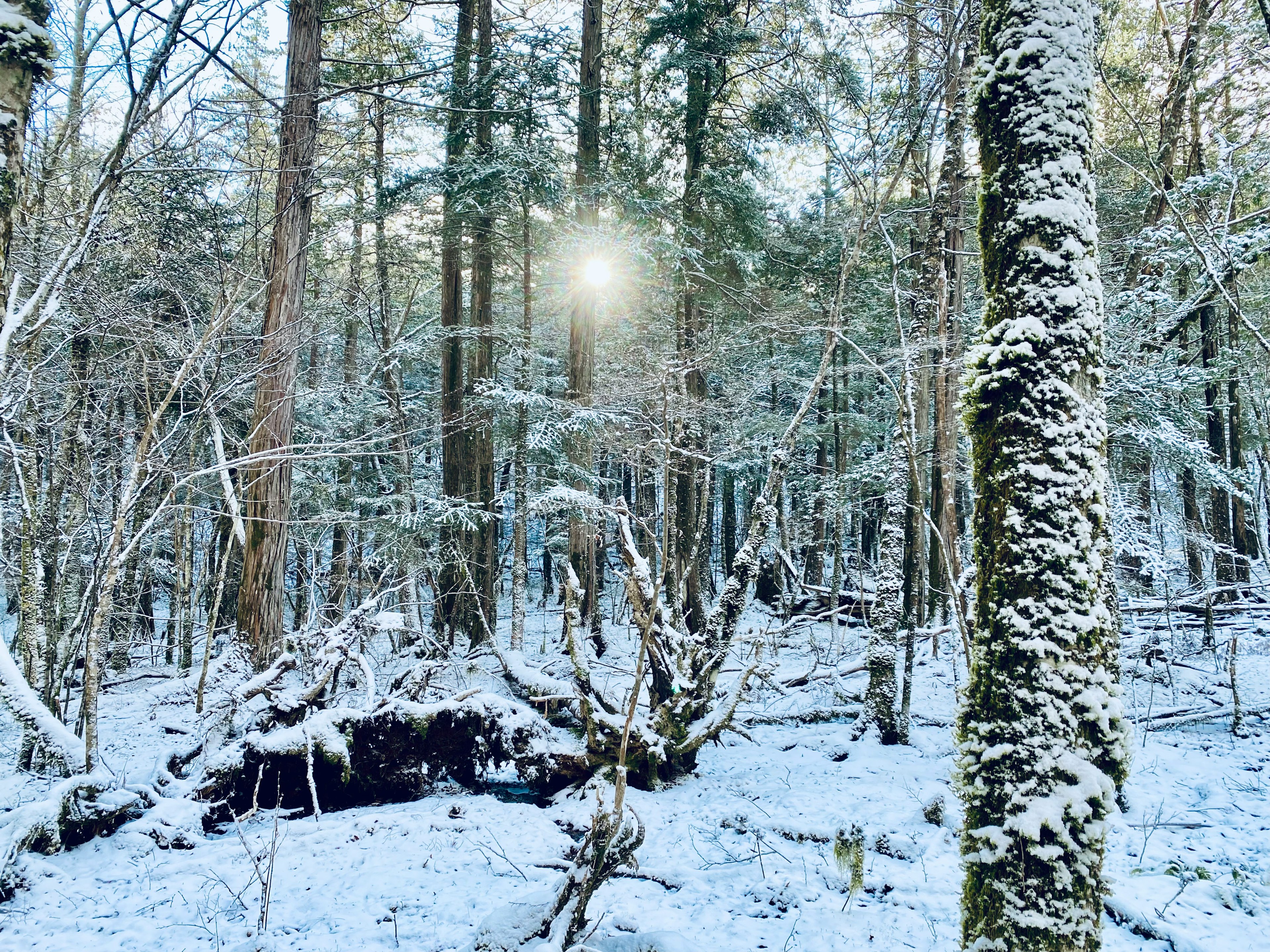 Escena de bosque nevado con luz brillante