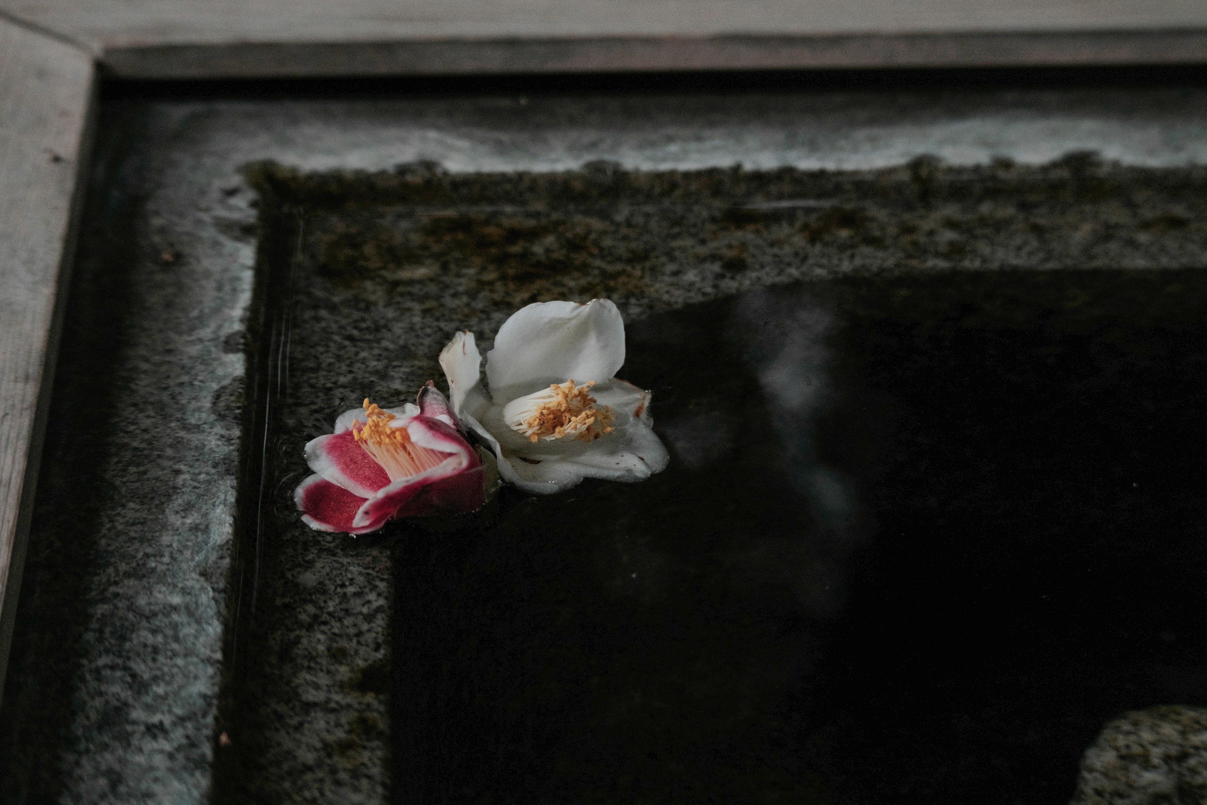 Gambar close-up bunga putih dan merah muda mengapung di atas air