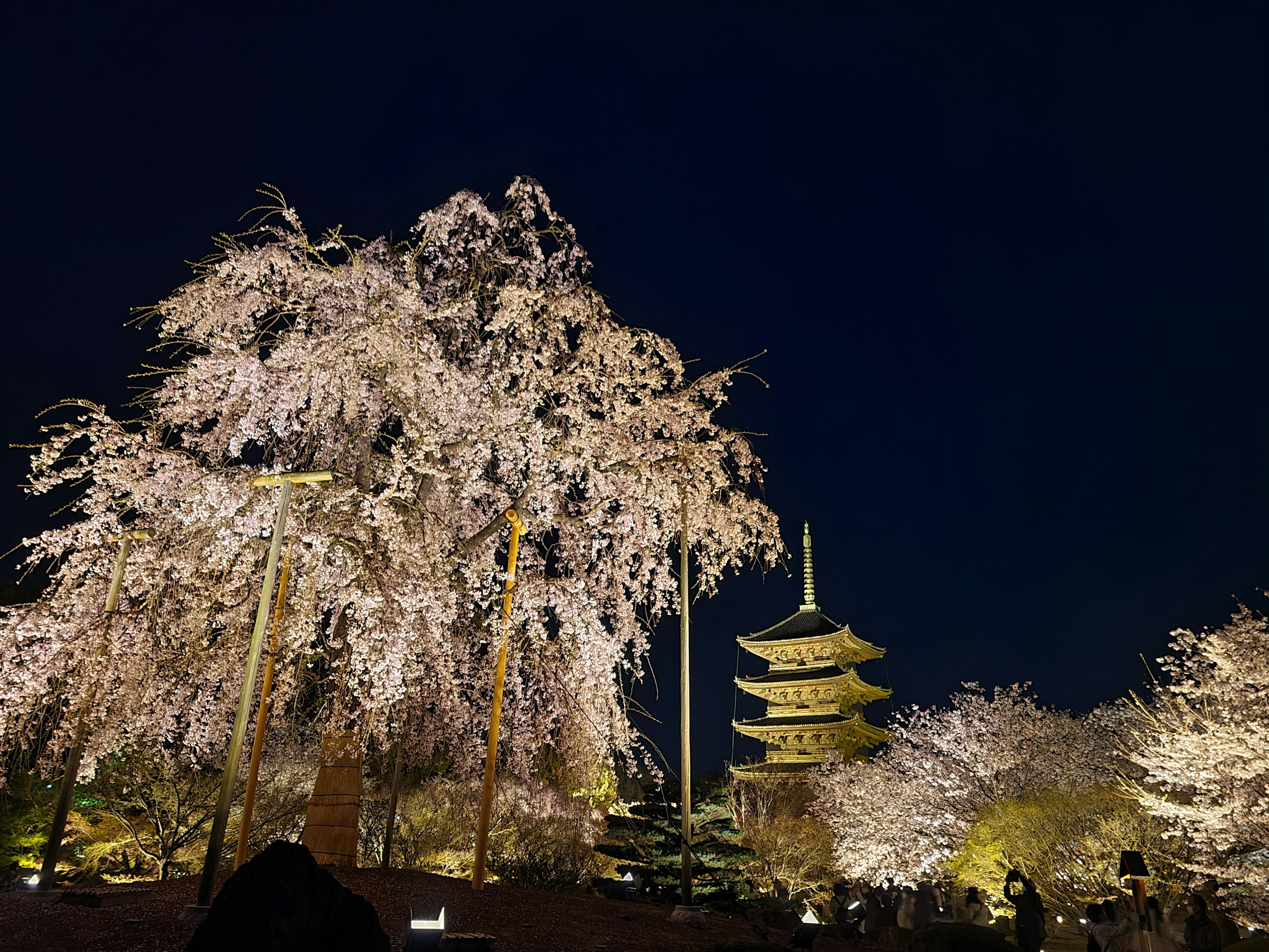 Pemandangan malam yang indah dari bunga sakura dan pagoda lima tingkat