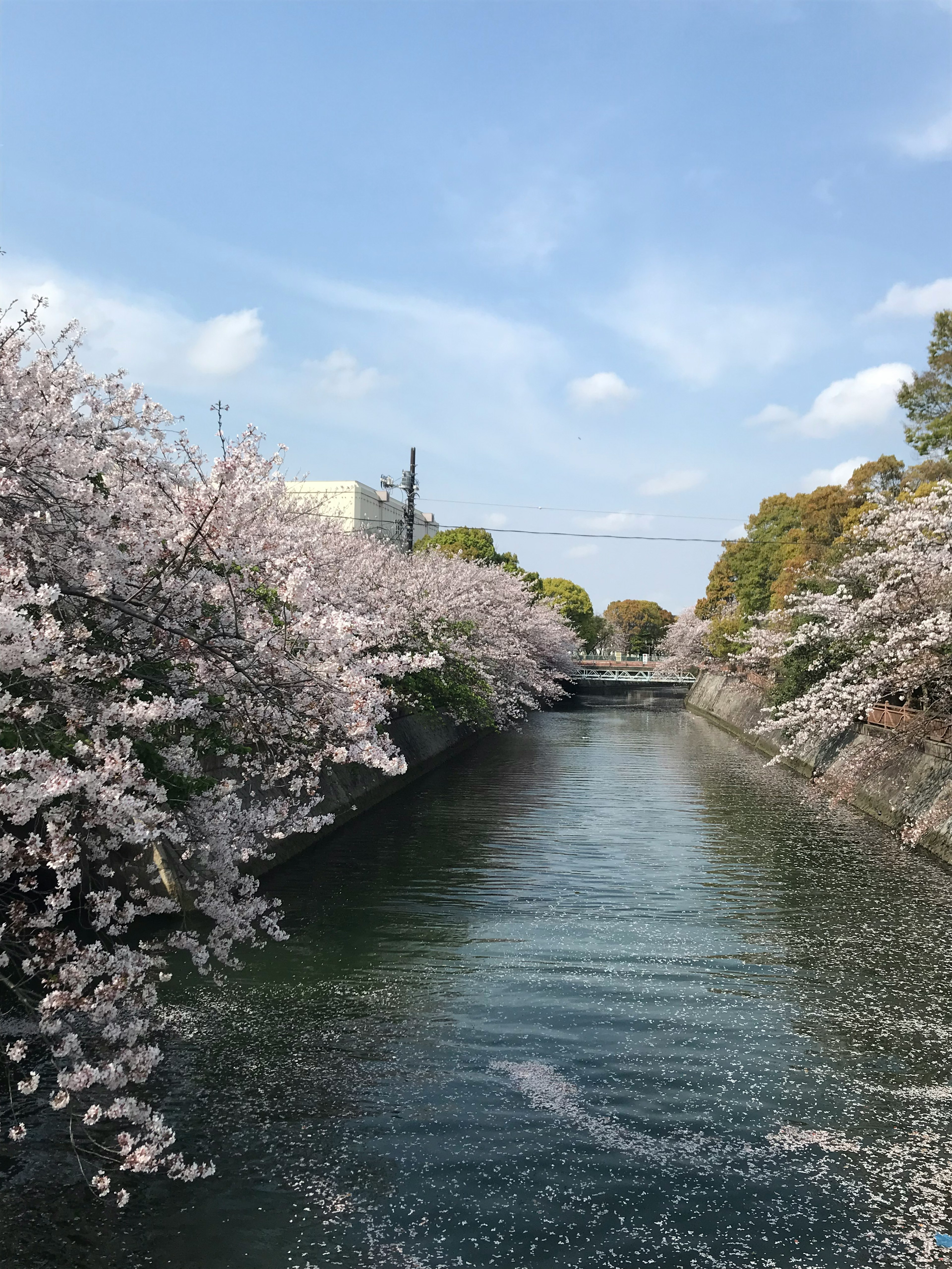 Vue pittoresque d'une rivière bordée de cerisiers en fleurs sous un ciel bleu