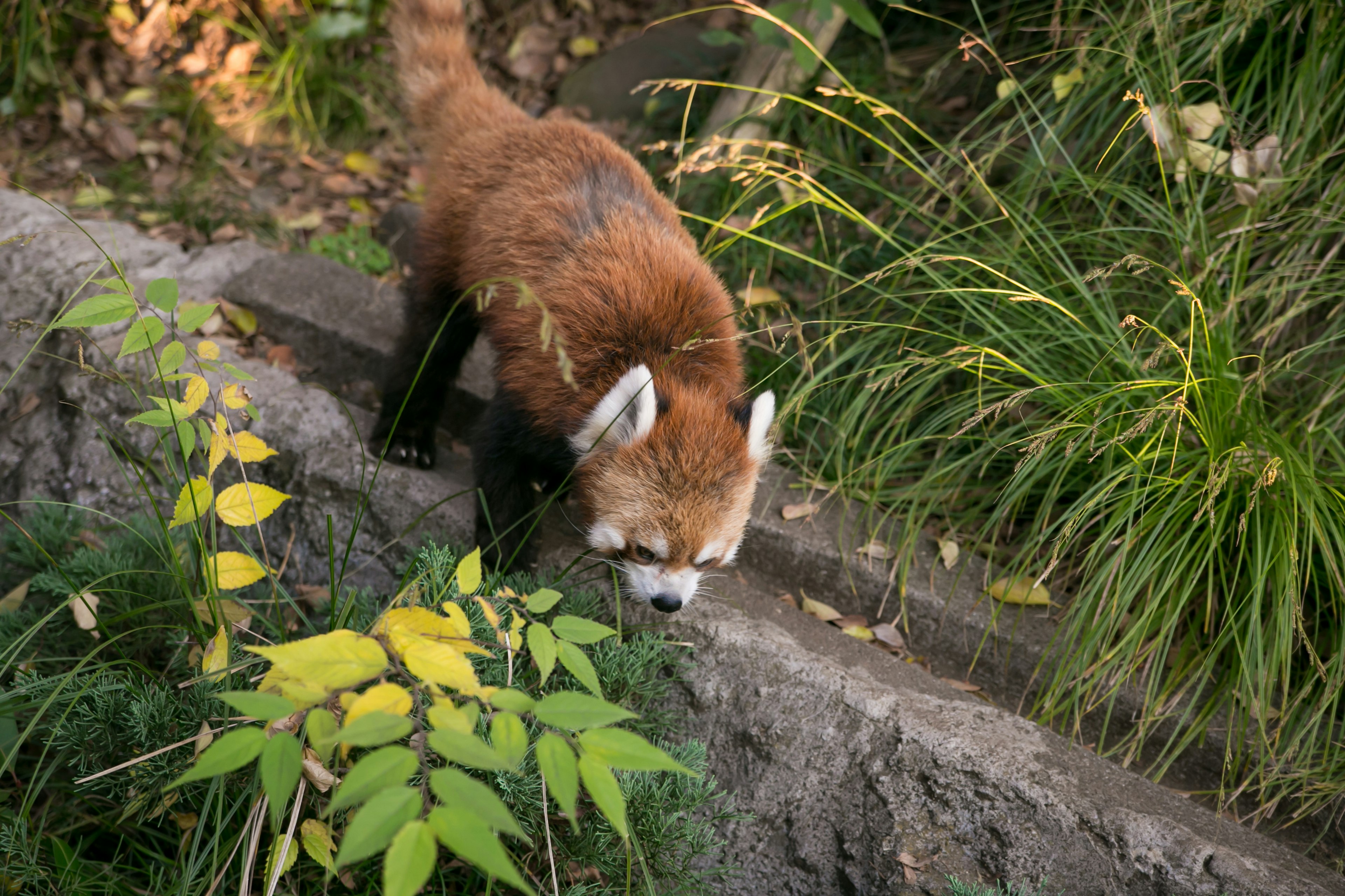 Un panda roux marchant le long d'un chemin en pierre entouré de plantes vertes