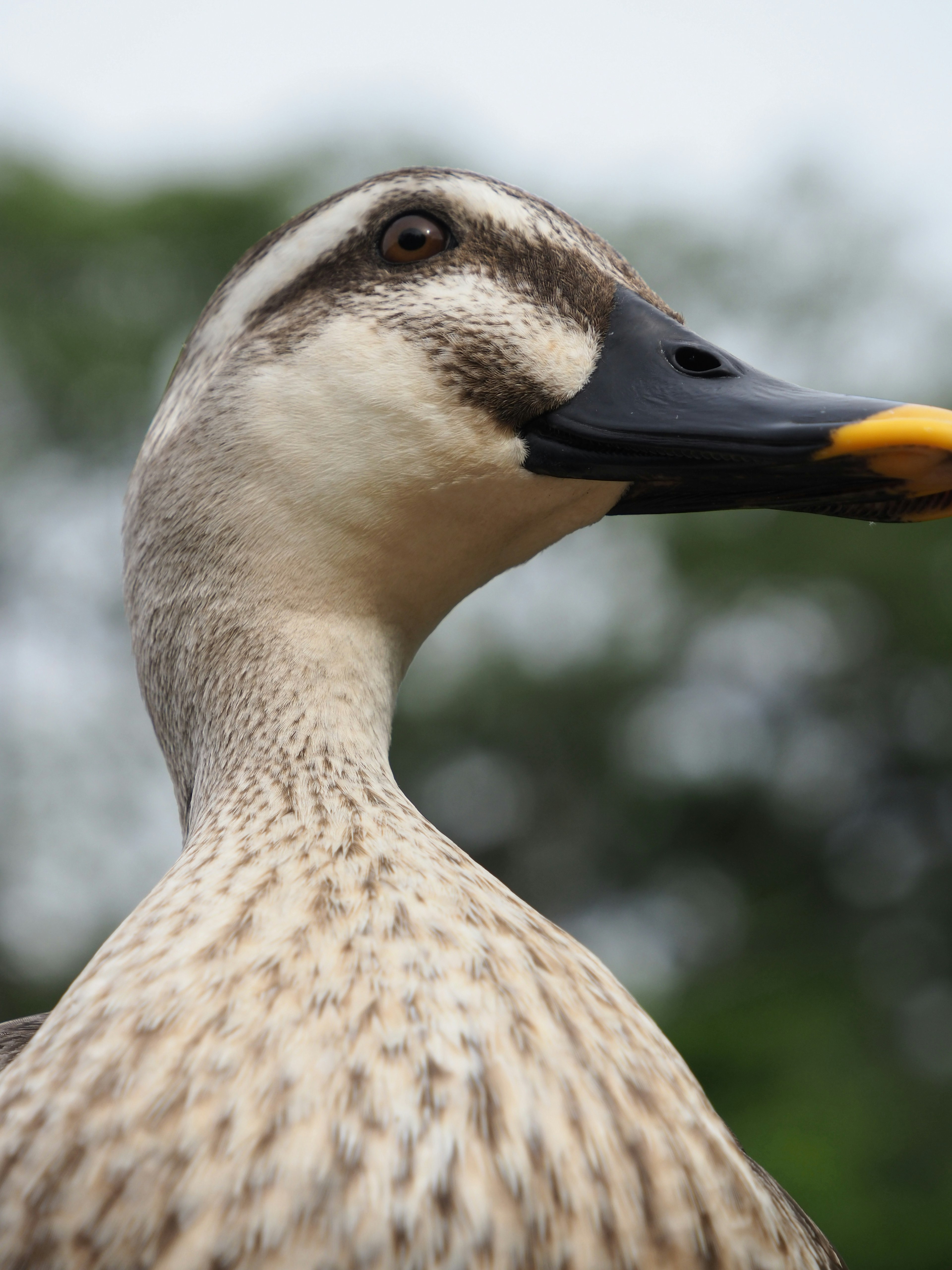 Gros plan sur le visage d'un canard avec un bec jaune vif et des motifs distinctifs